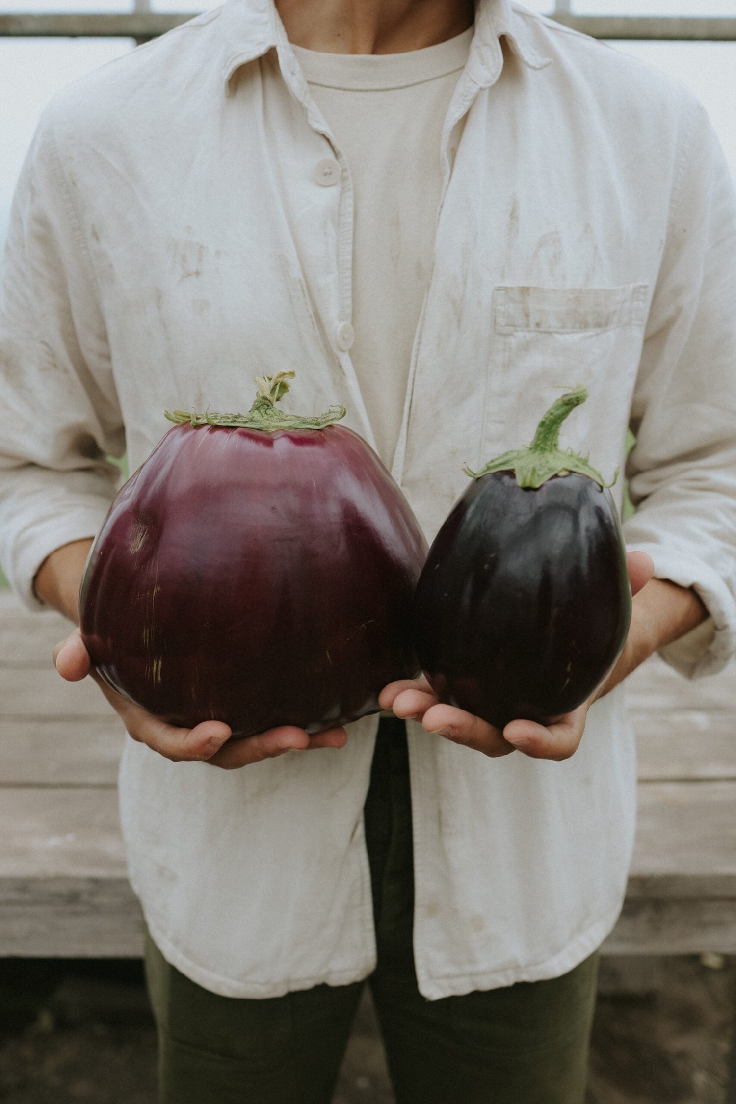 Aubergine - Black Beauty EKO