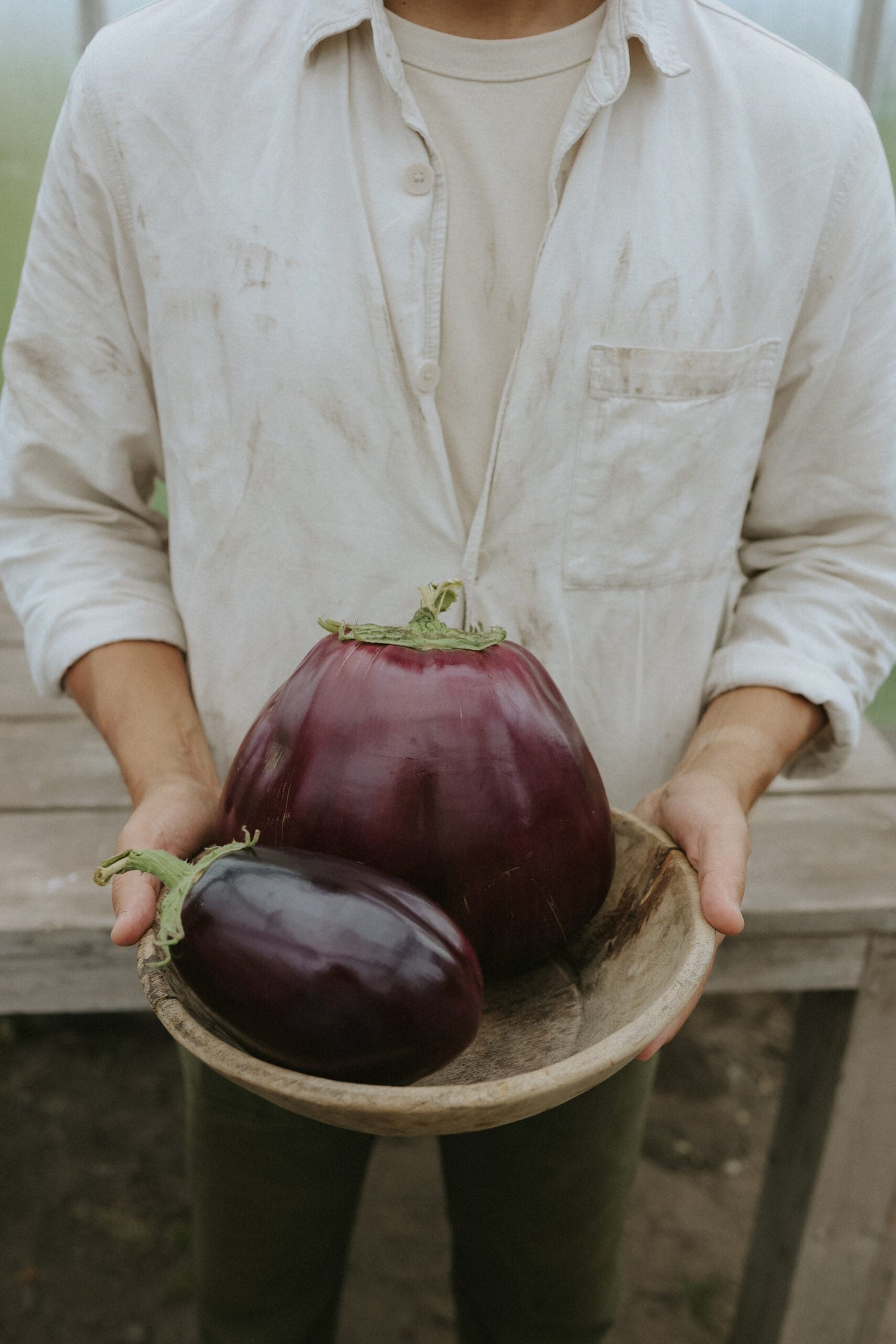 Aubergine - Black Beauty EKO