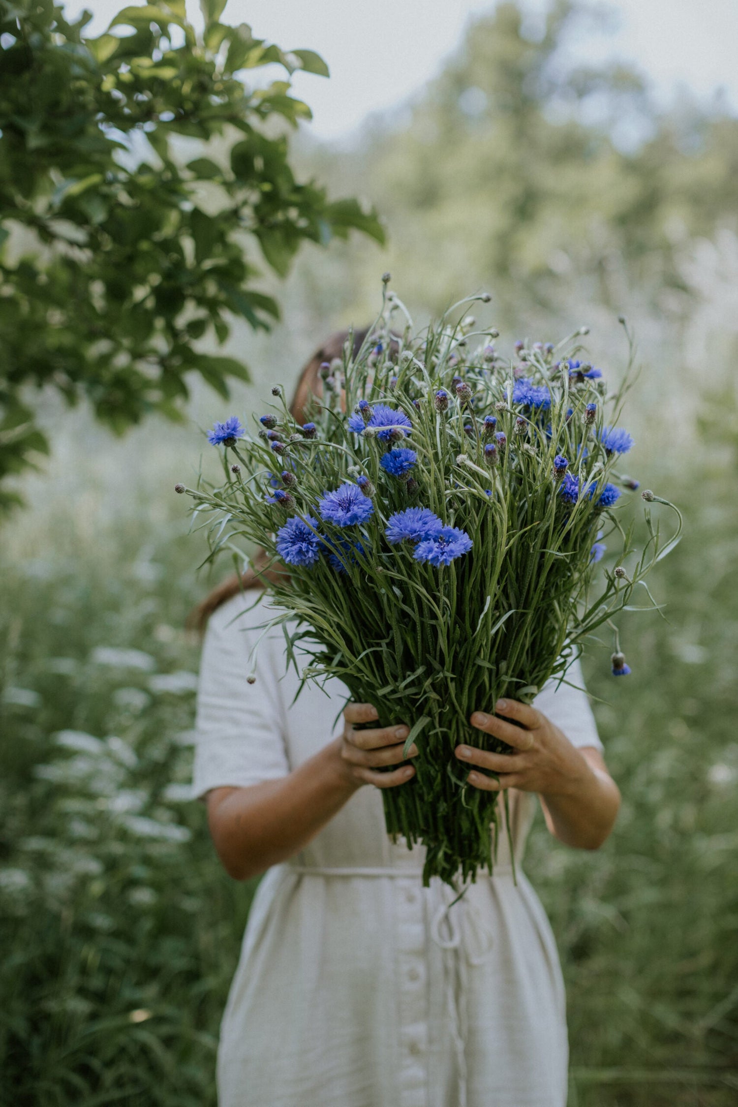 Kornblomst - Blue Ball ØKO