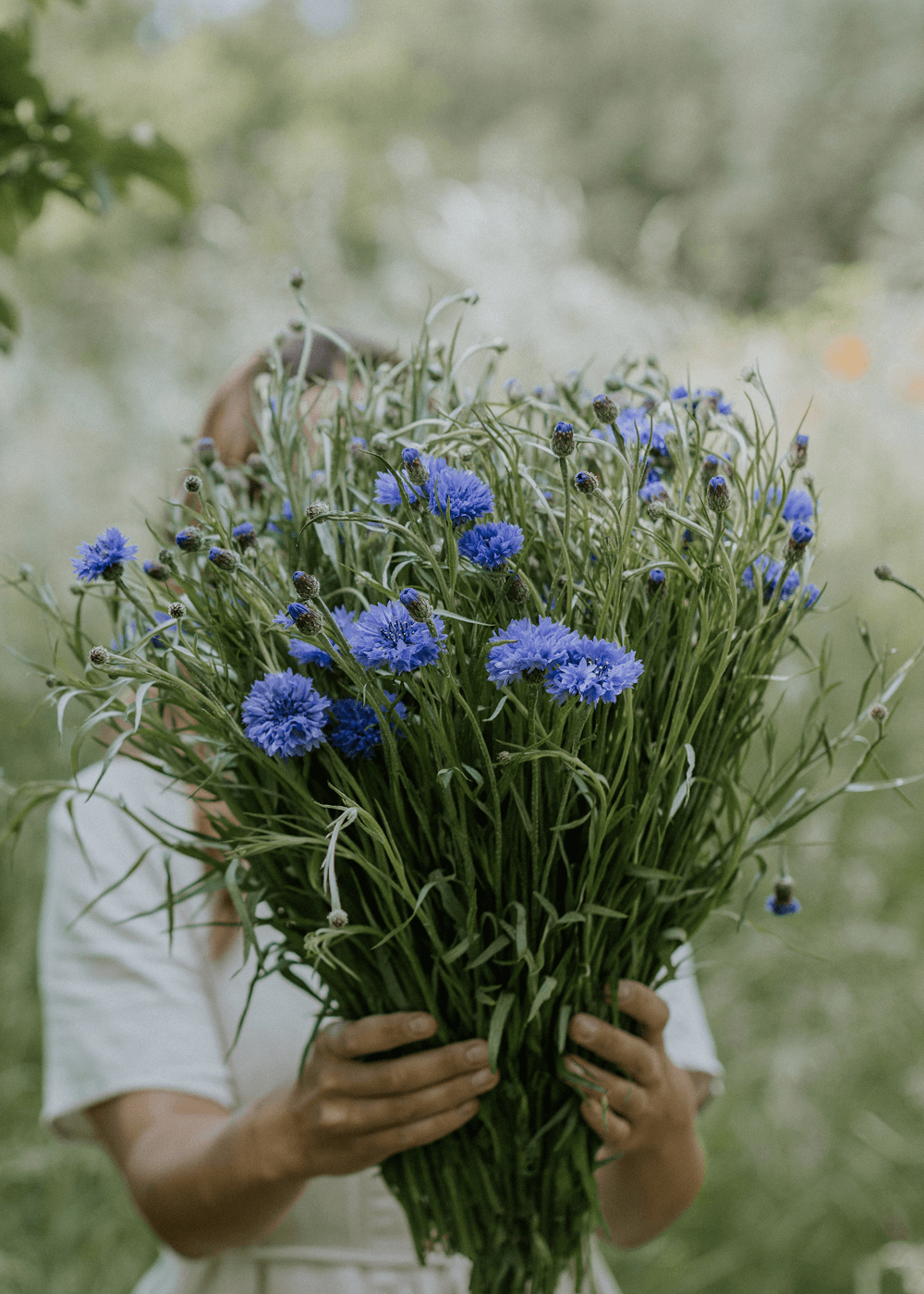 Cornflower - Blue Ball ECO