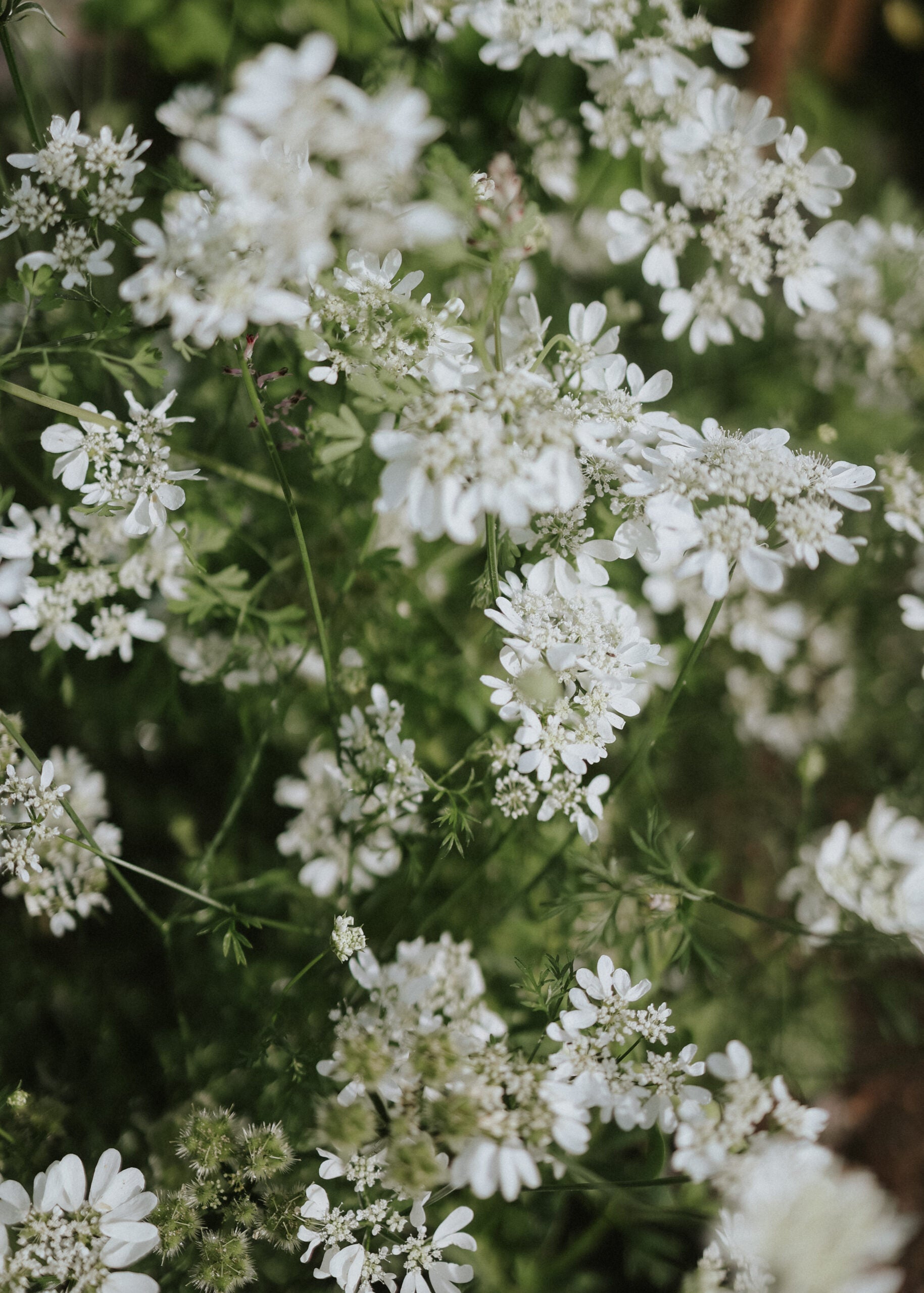 white lace flower seeds White Flower chervil - White Lace