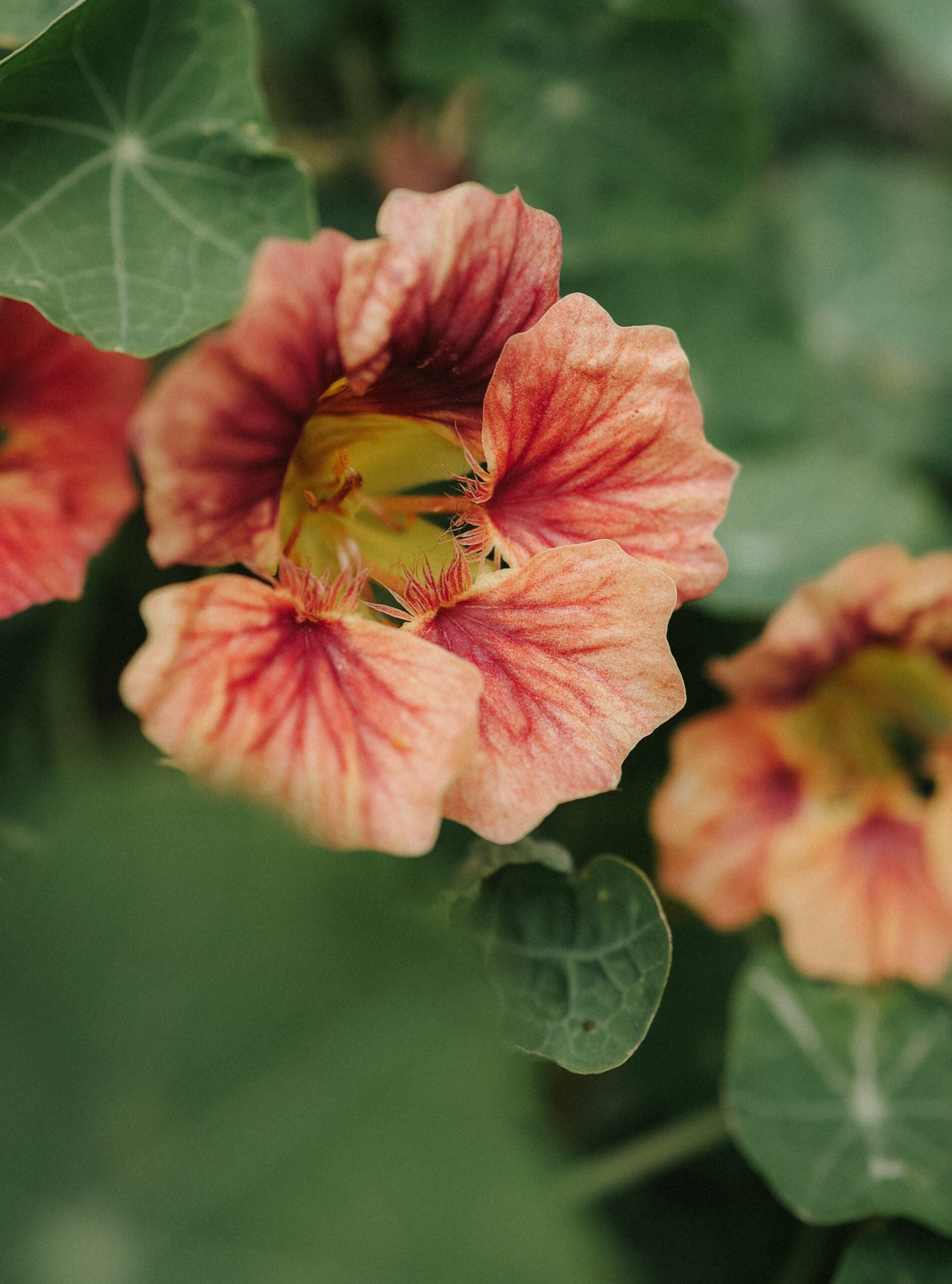 Blomsterkarse - Ladybird Rose