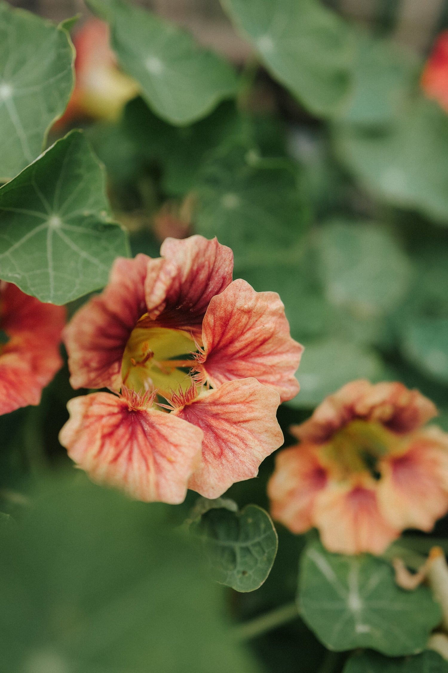 Blomsterkarse - Ladybird Rose