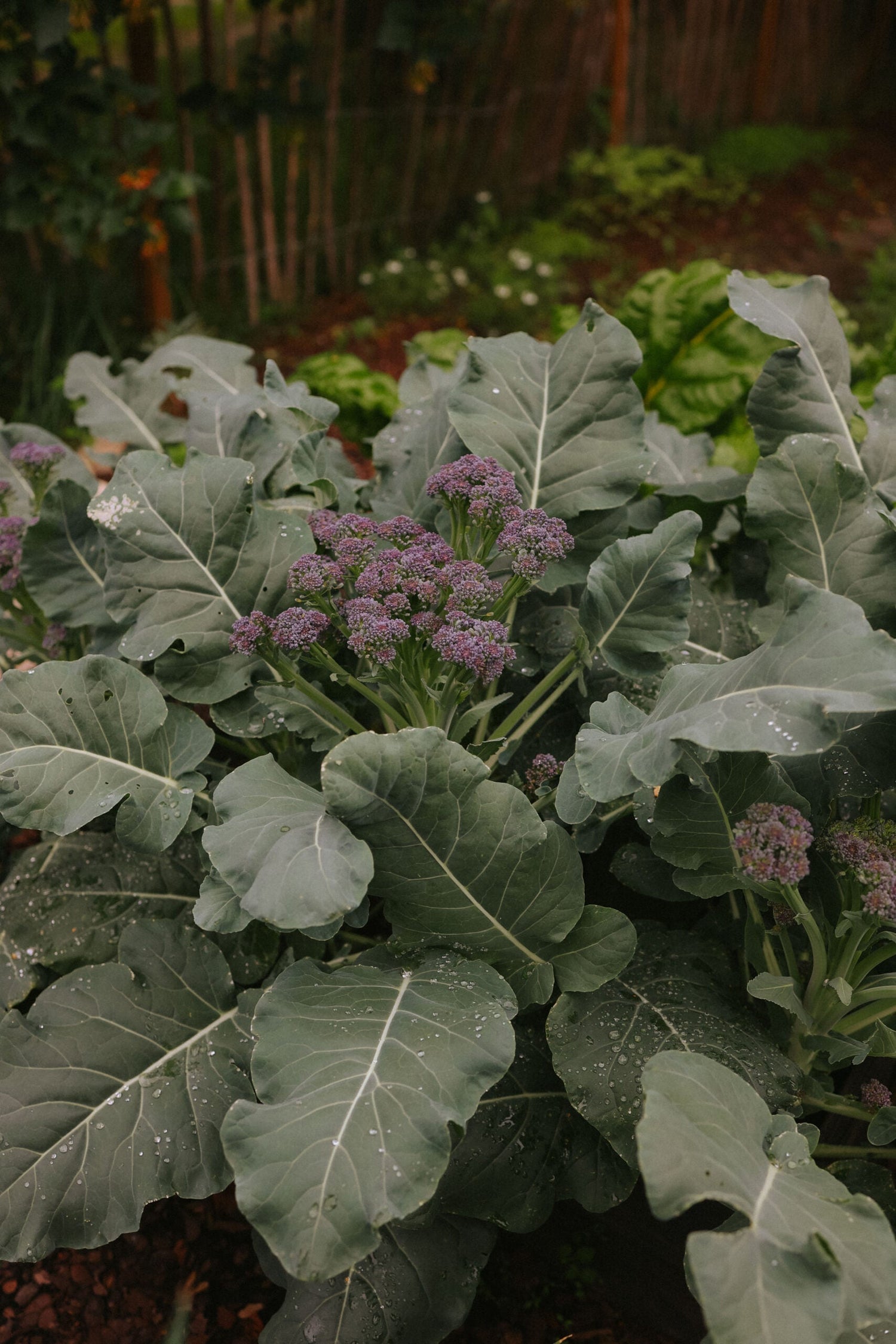 Brokkoli - Burgundy F1