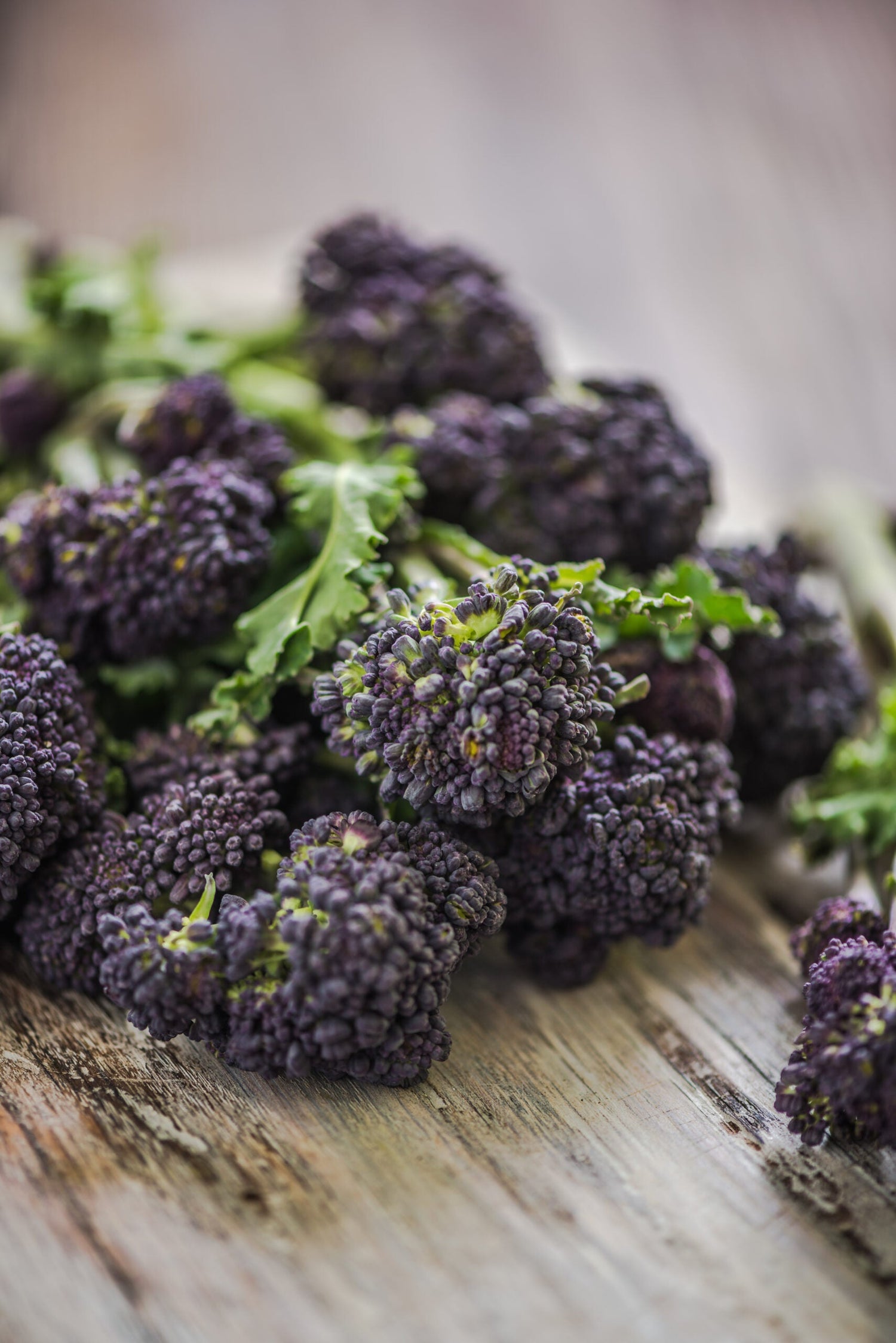 Brokkoli - Burgundy F1