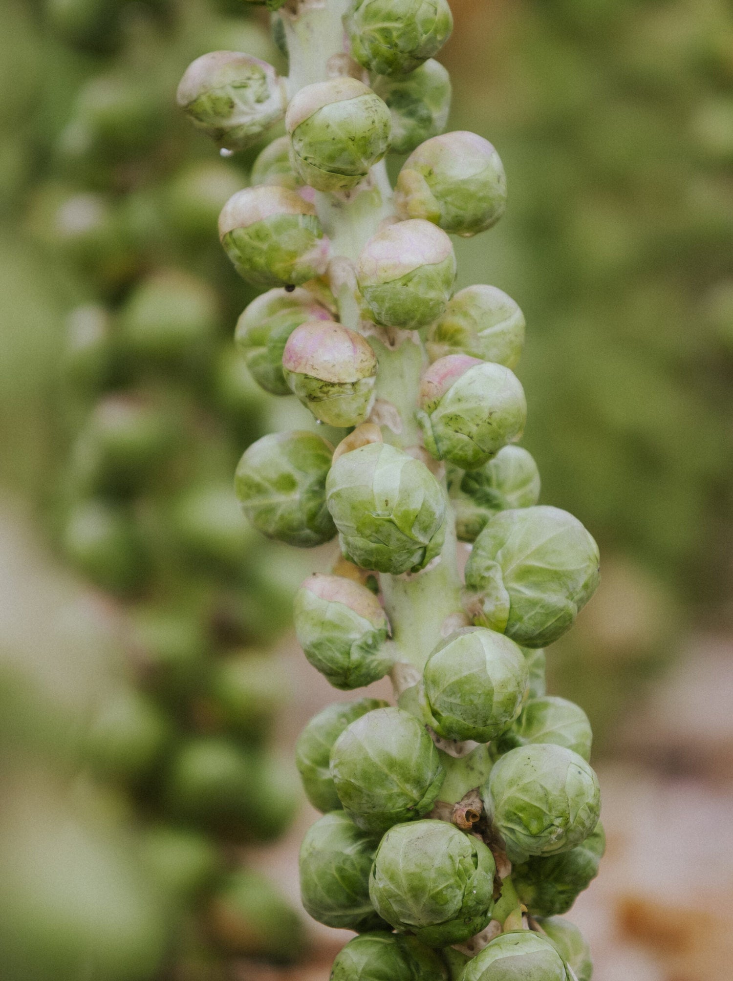 Brussels Sprouts - Roodnerf