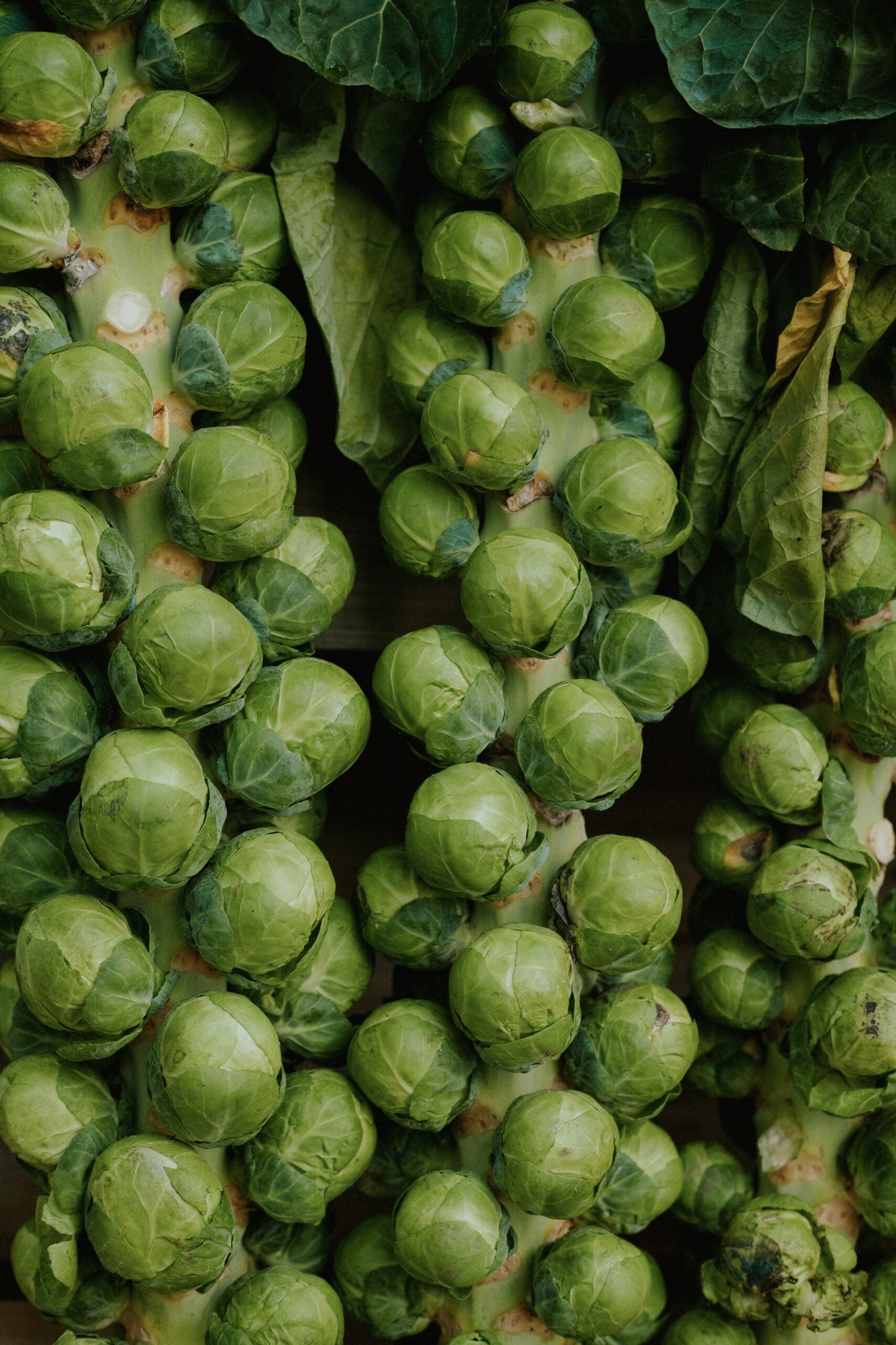 Brussels Sprouts - Roodnerf