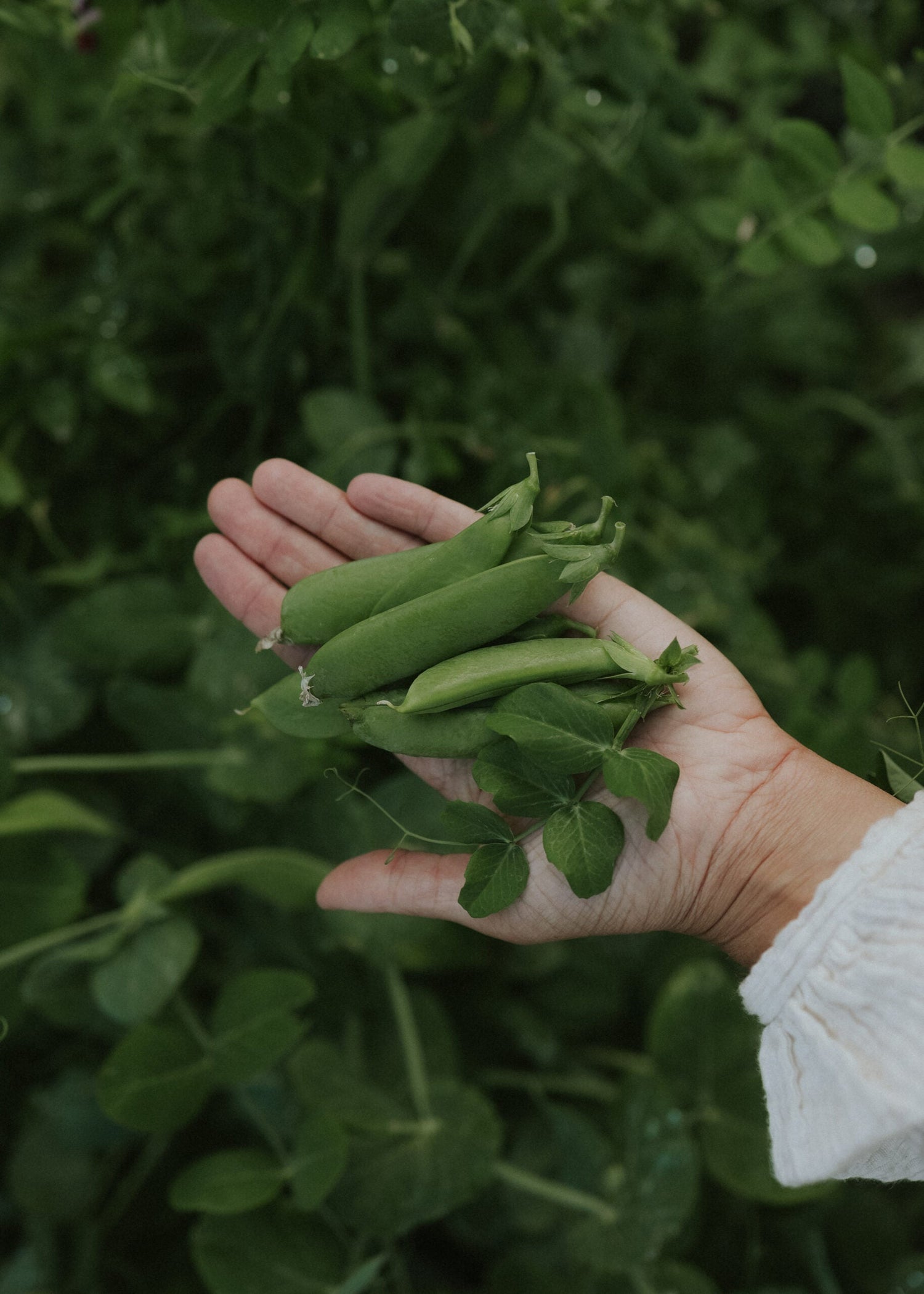 Brytsukkerert - Delikett