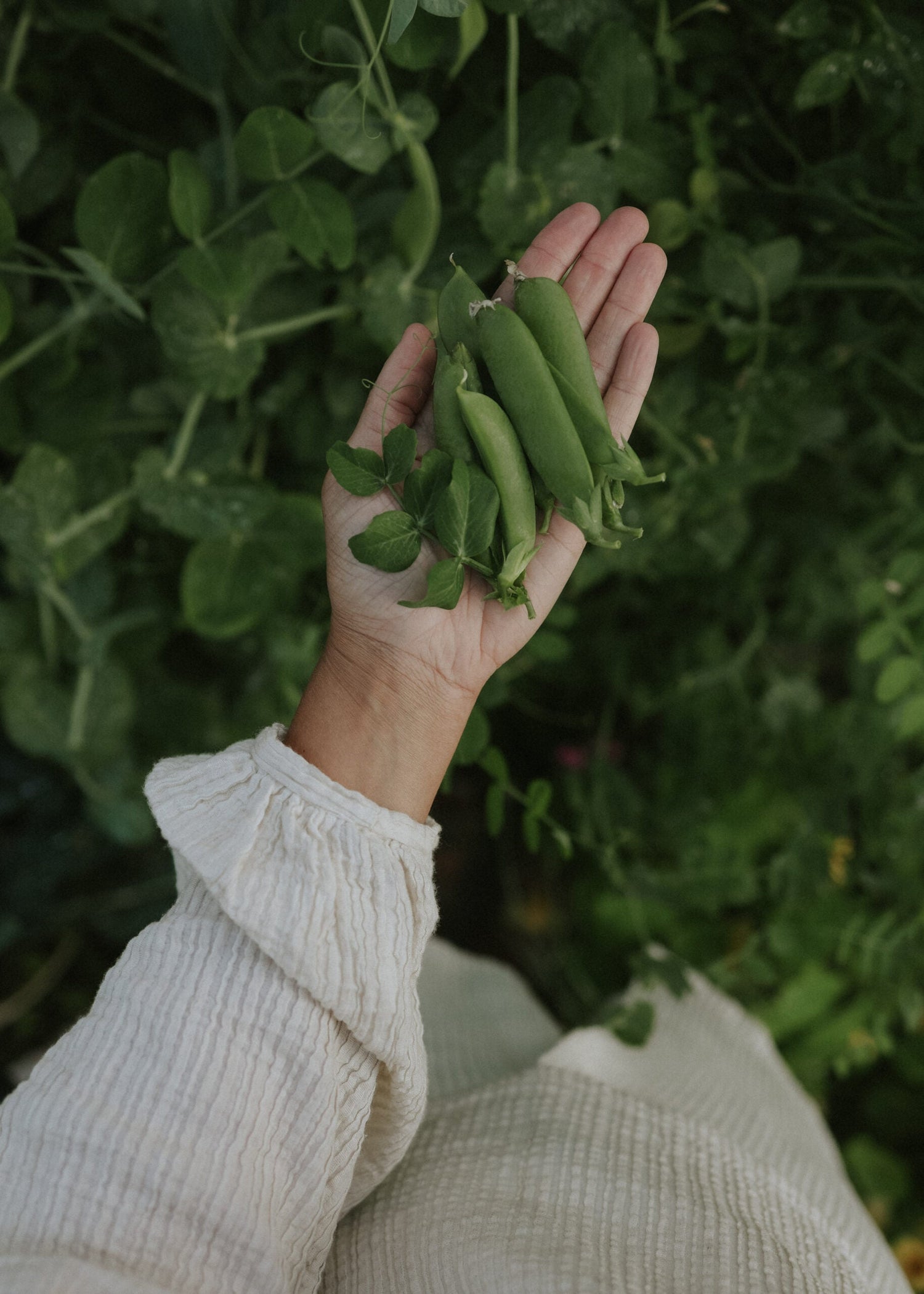 Brytsockerärt - Delikett