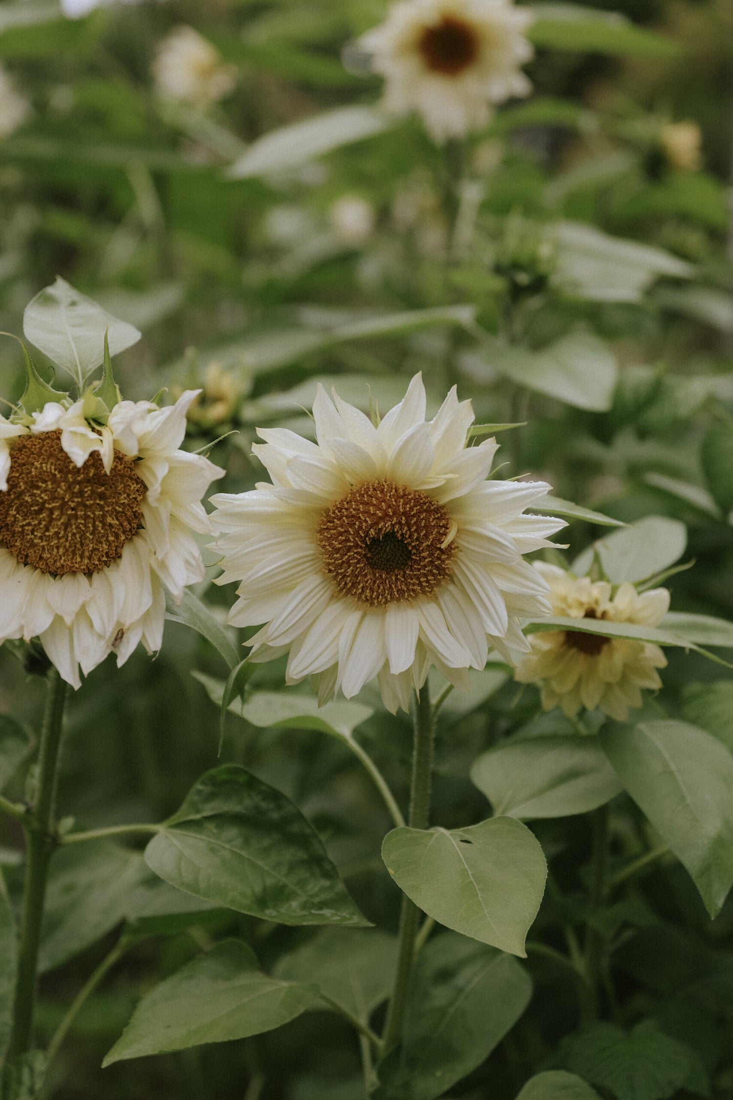 Solros - White Sun F1