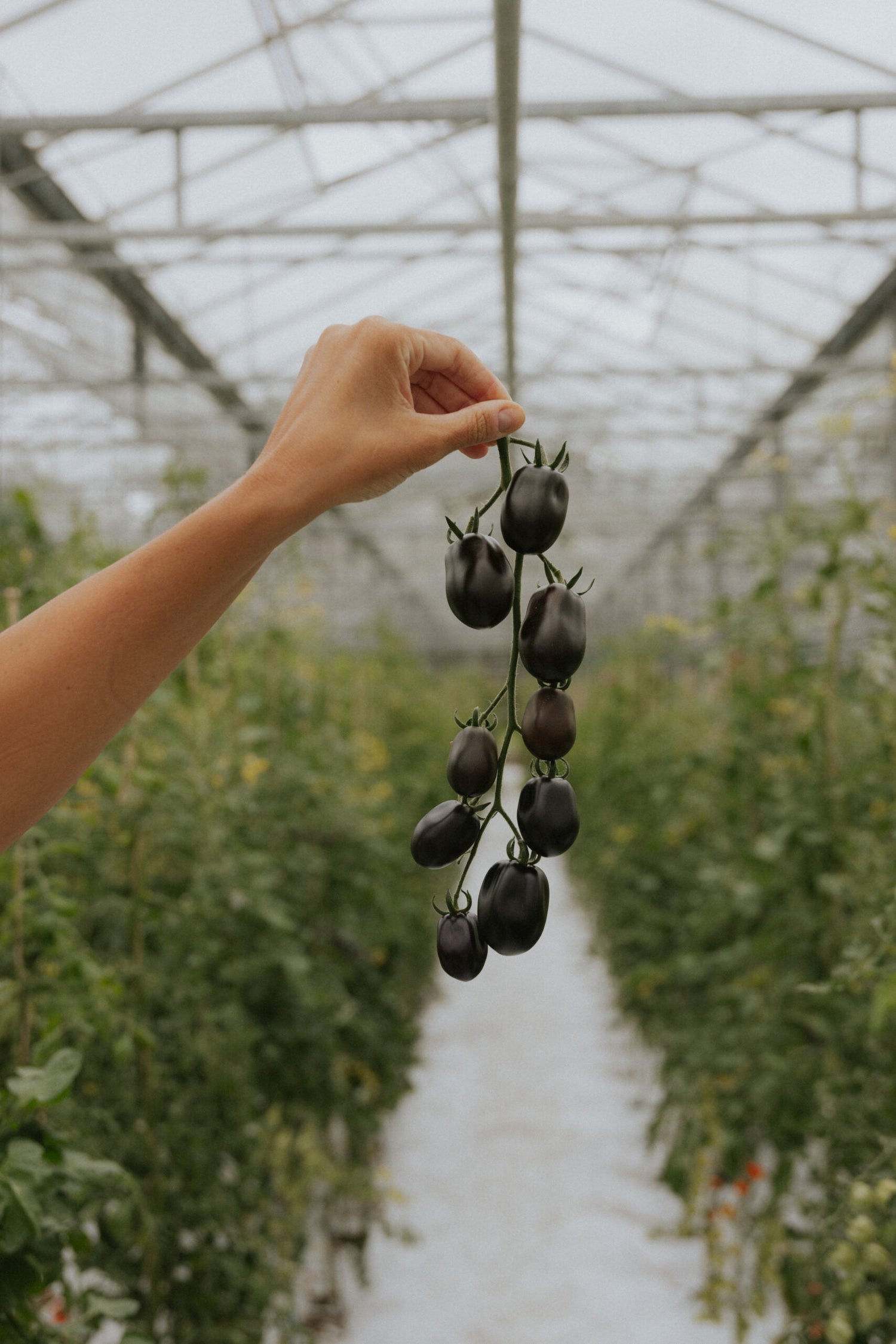 Cherry Tomato - Nightshade F1