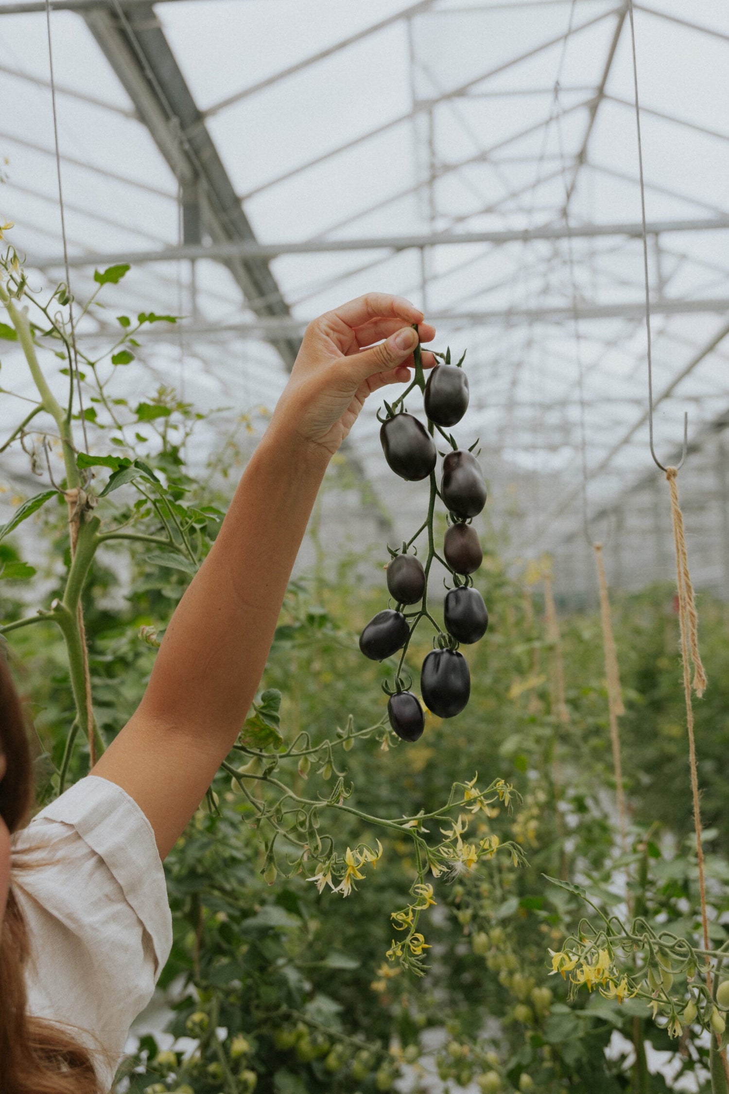 Cherry Tomato - Nightshade F1