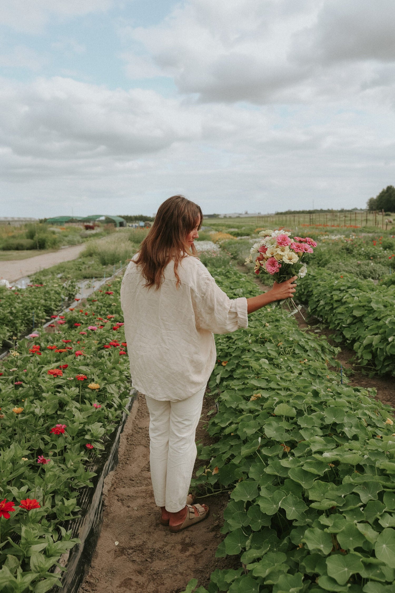 Zinnia - Caramel Cream