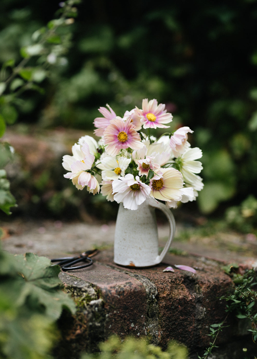 Cosmos - Apricot Lemonade