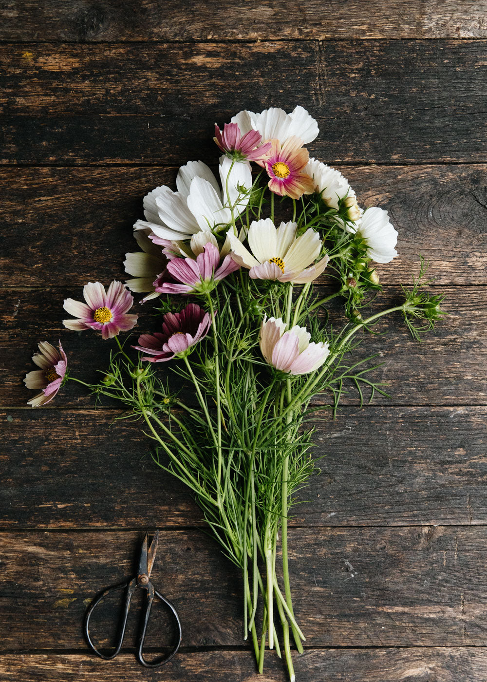 Cosmos - Apricot Lemonade