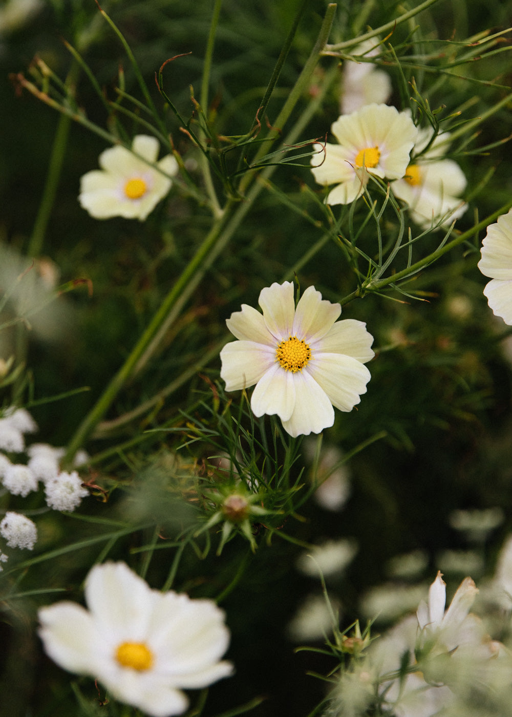 Rosenskära - Apricot Lemonade