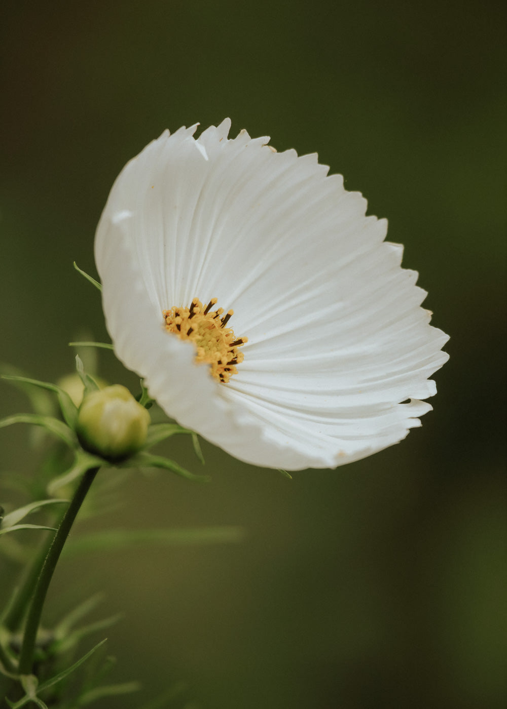 Cosmos - Cupcake Blush