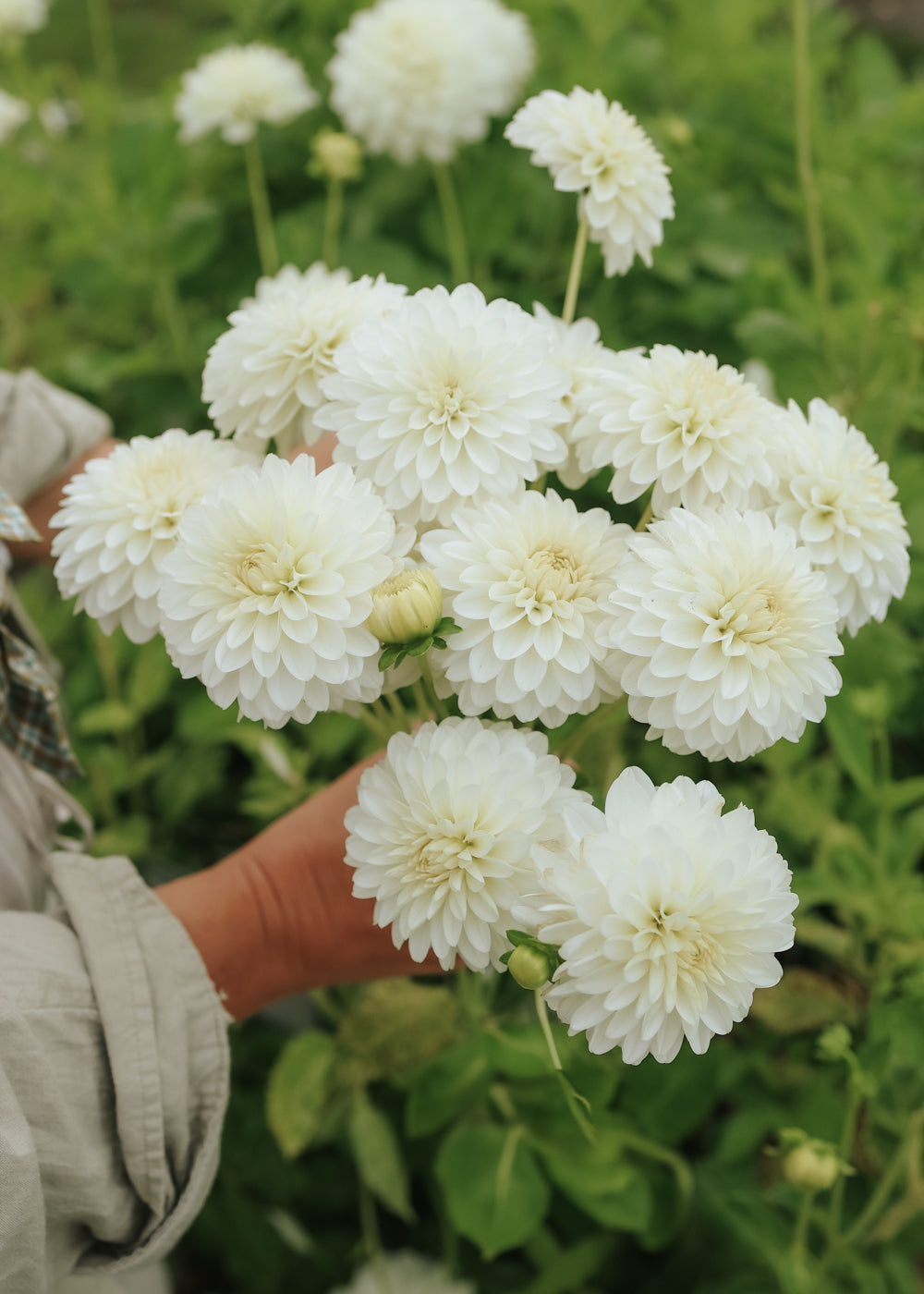 Dahlia - White Aster