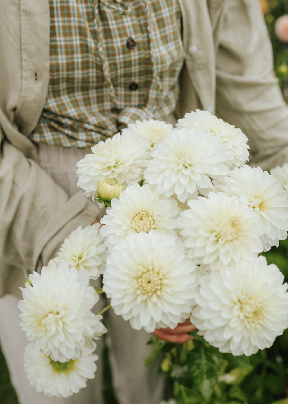Dahlia - White Aster