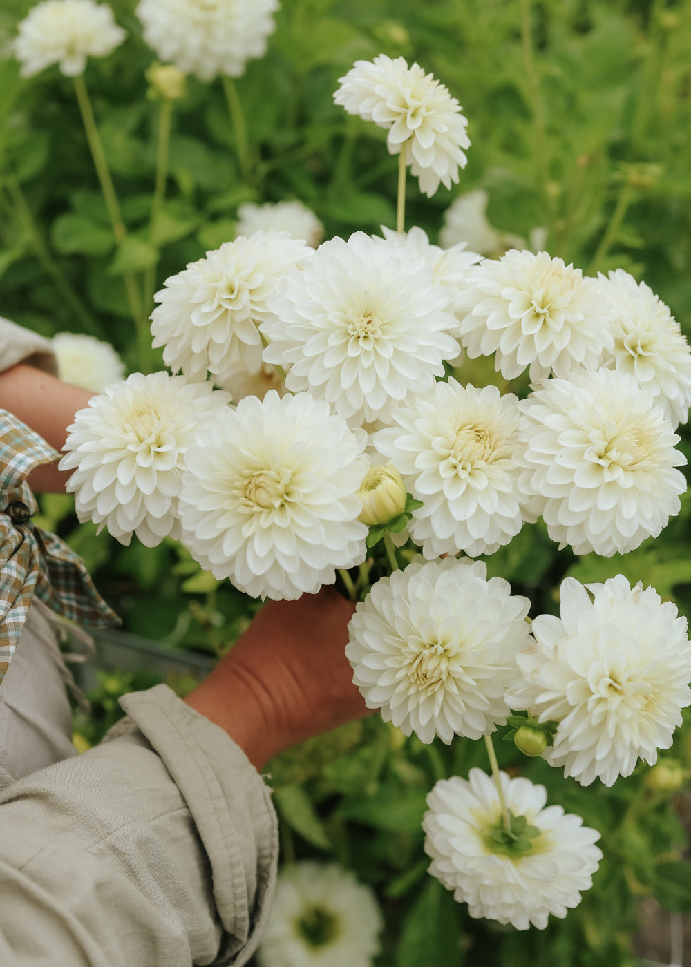 Dahlia - White Aster