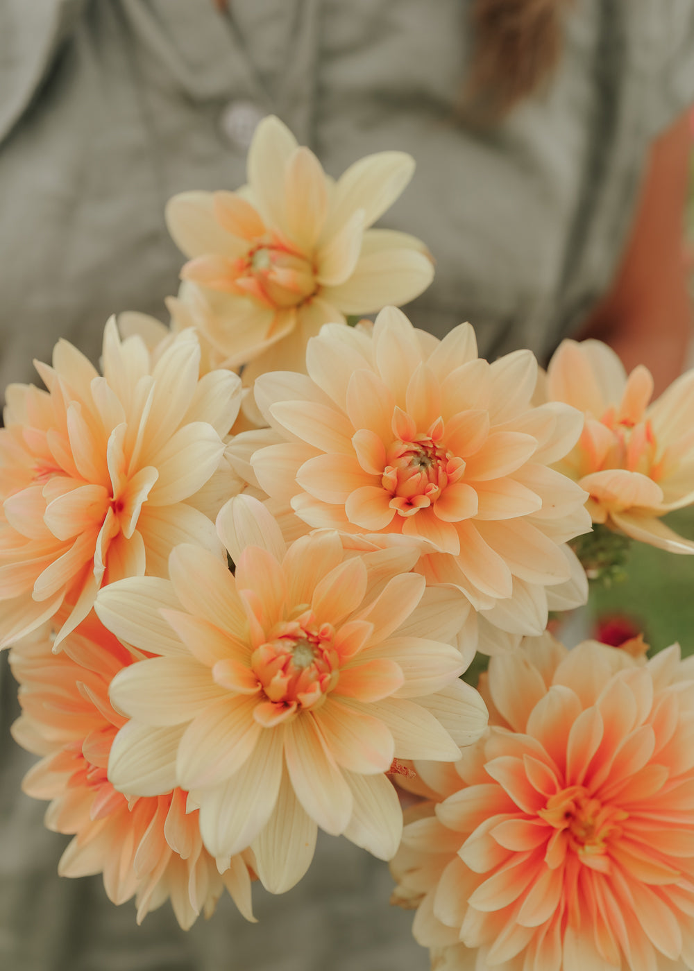 Dahlia - Apricot Desirée