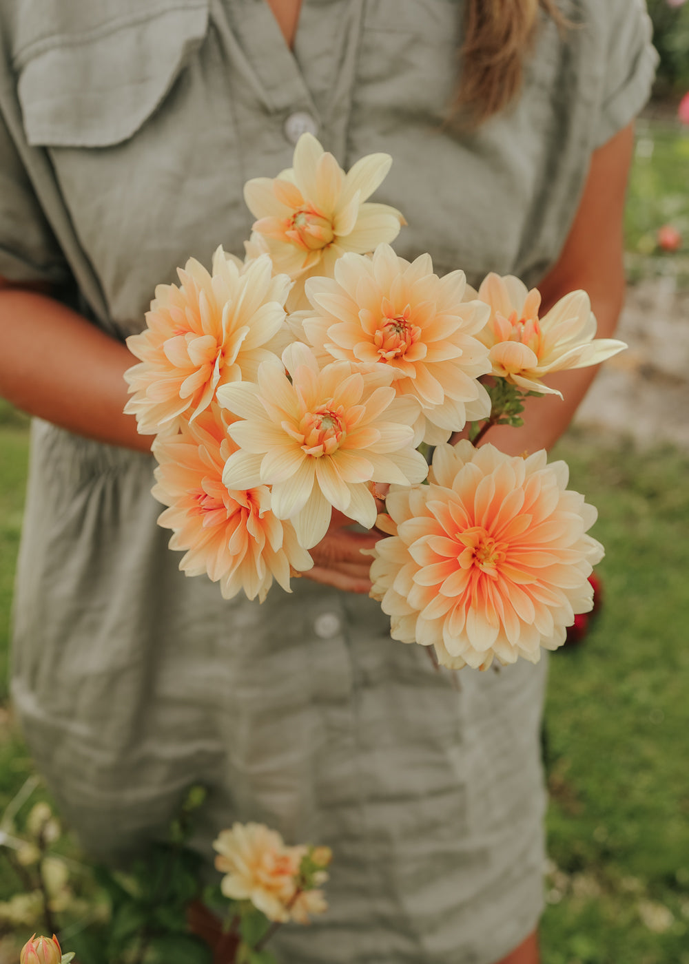 Dahlia - Apricot Desirée