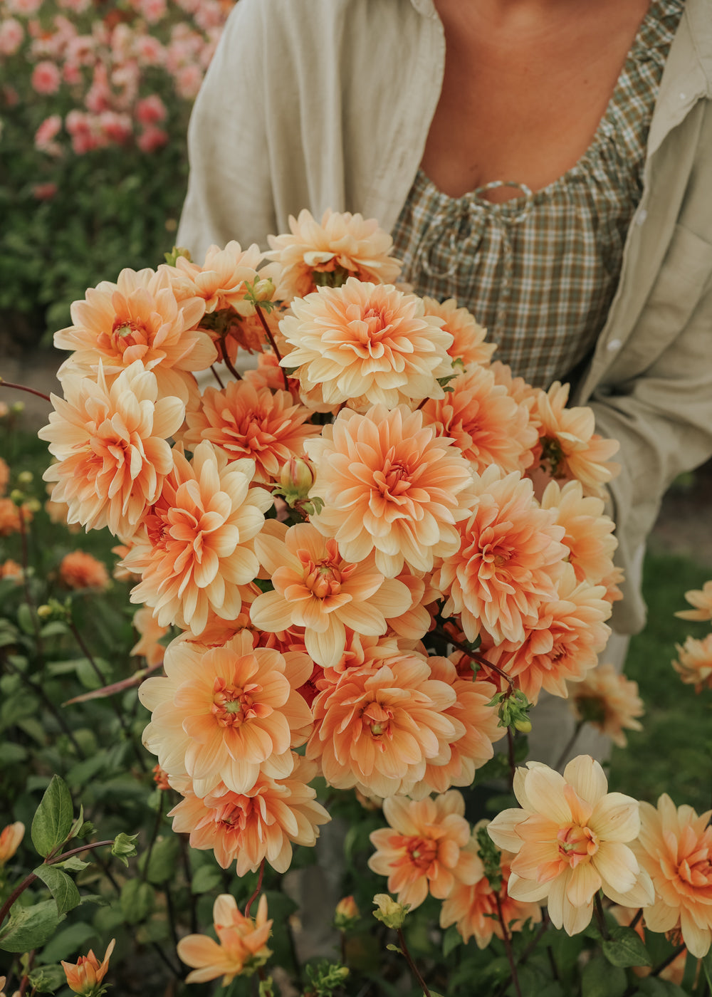 Dahlia - Apricot Desirée