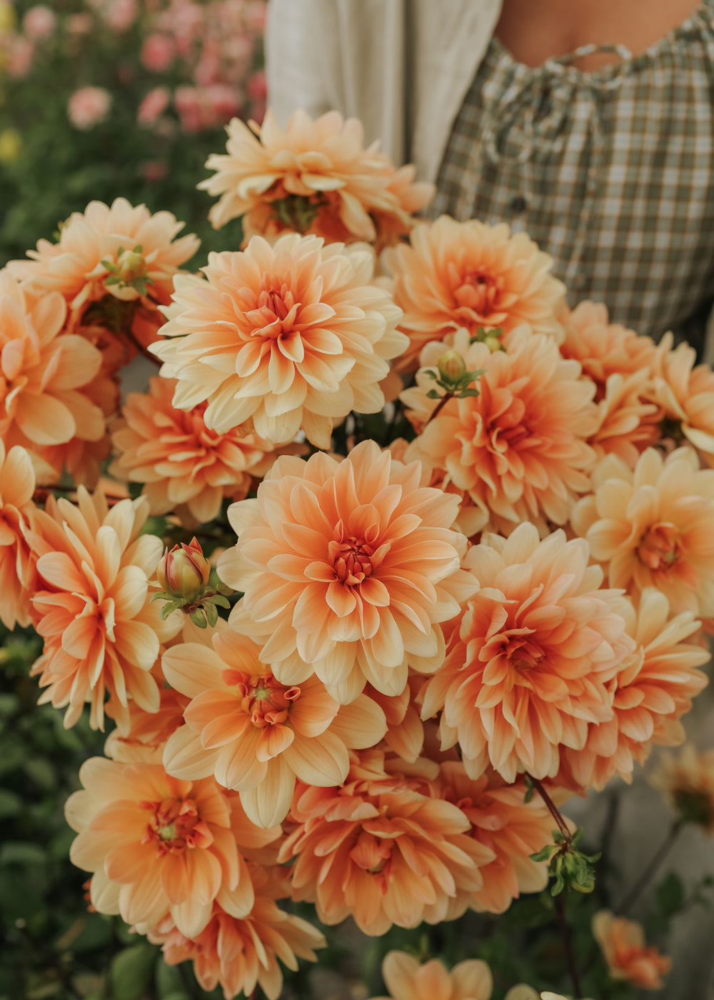 Dahlia - Apricot Desirée