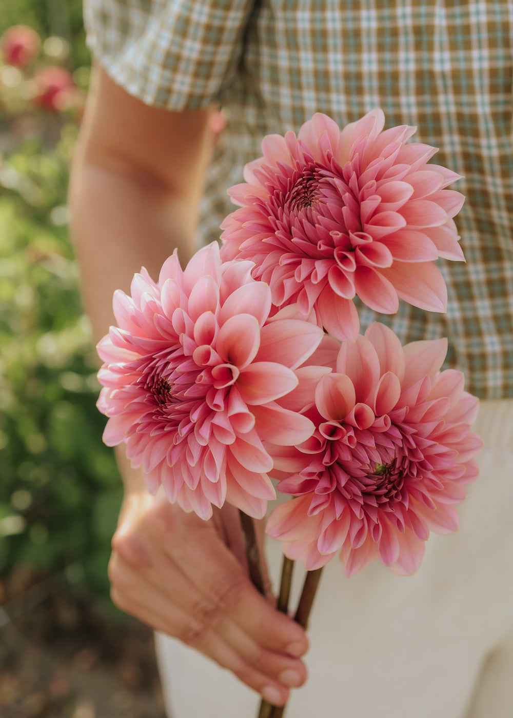 Dahlia - Beauty Queen