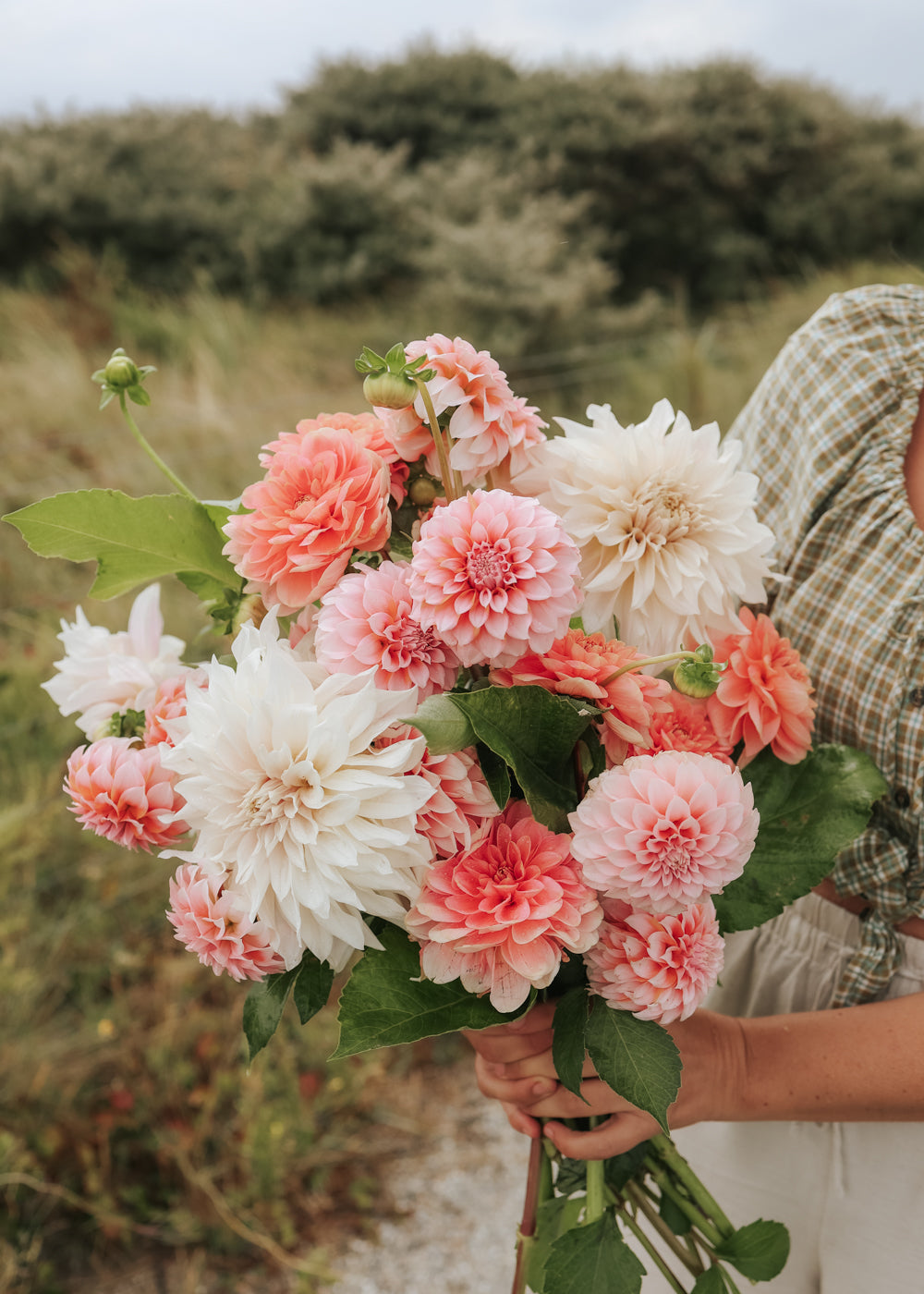 Dahlia - Pastel Collection