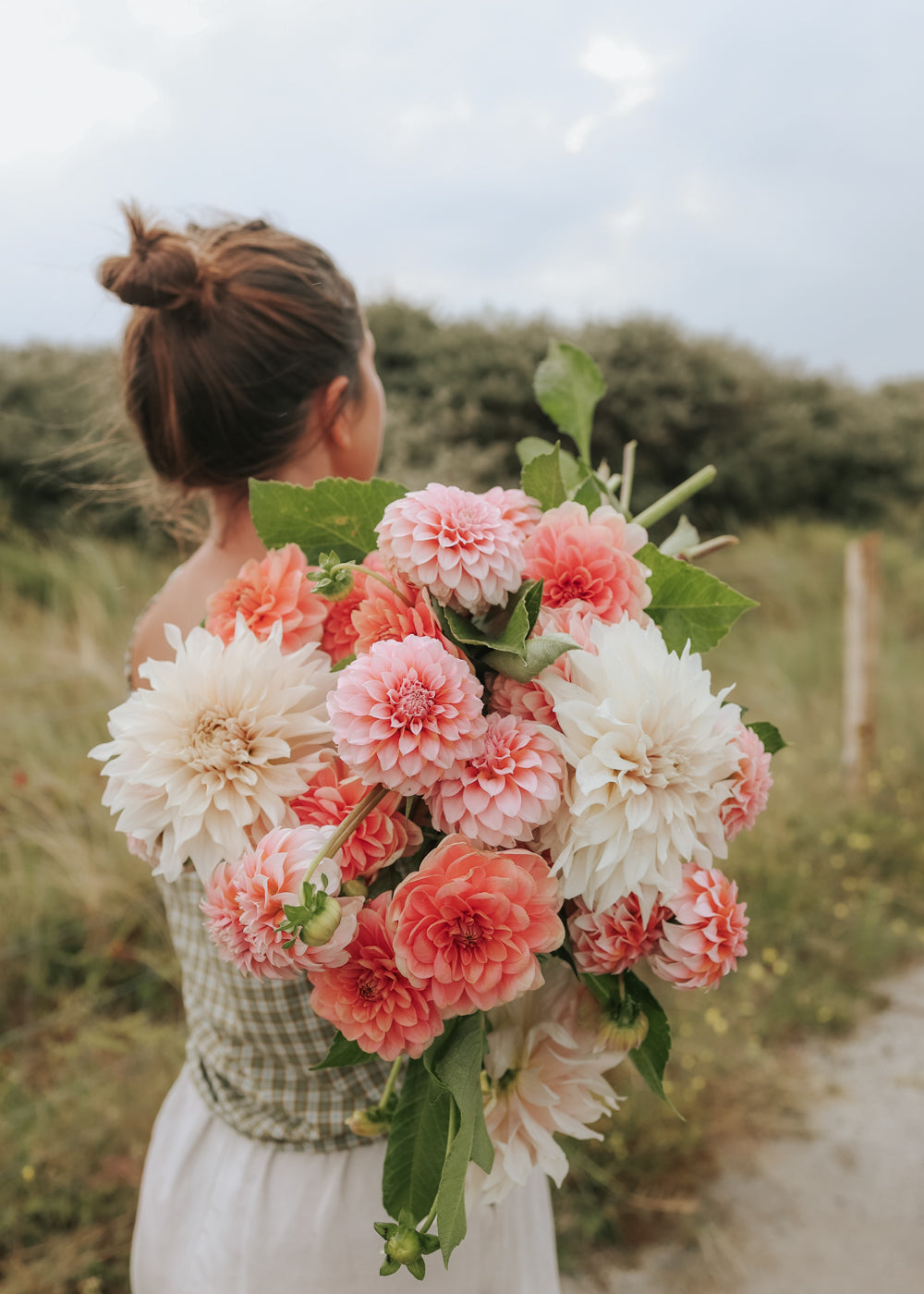 Dahlia - Pastel Collection