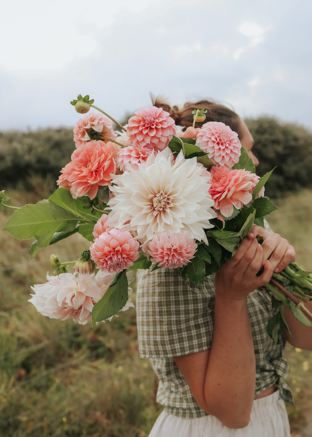 Dahlia - Pastel Collection