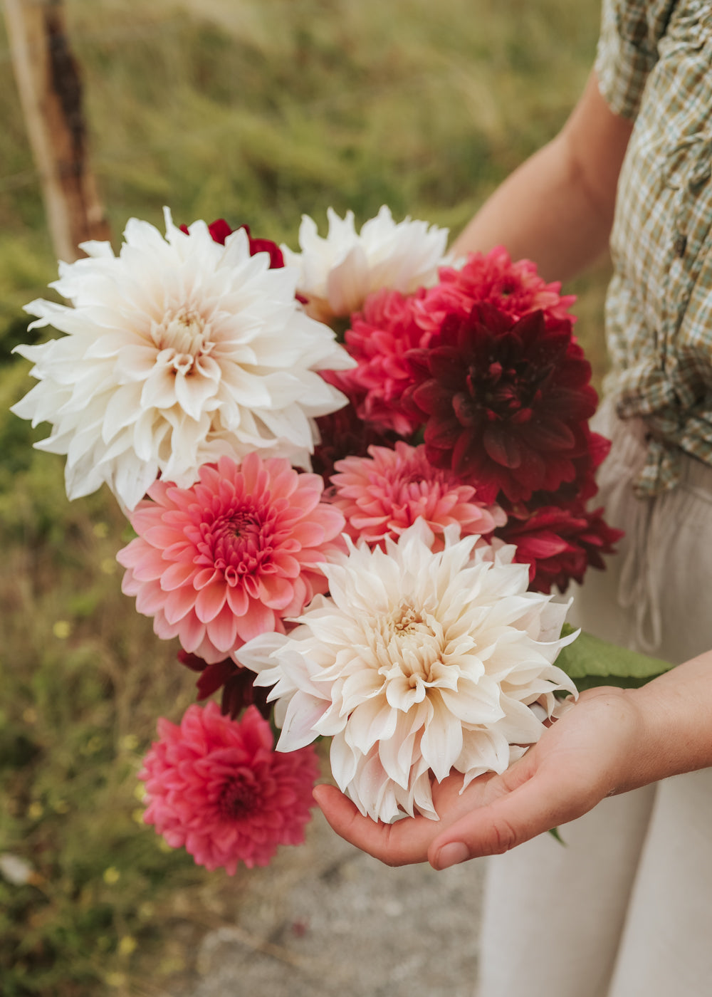 Dahlia - Sunset Collection