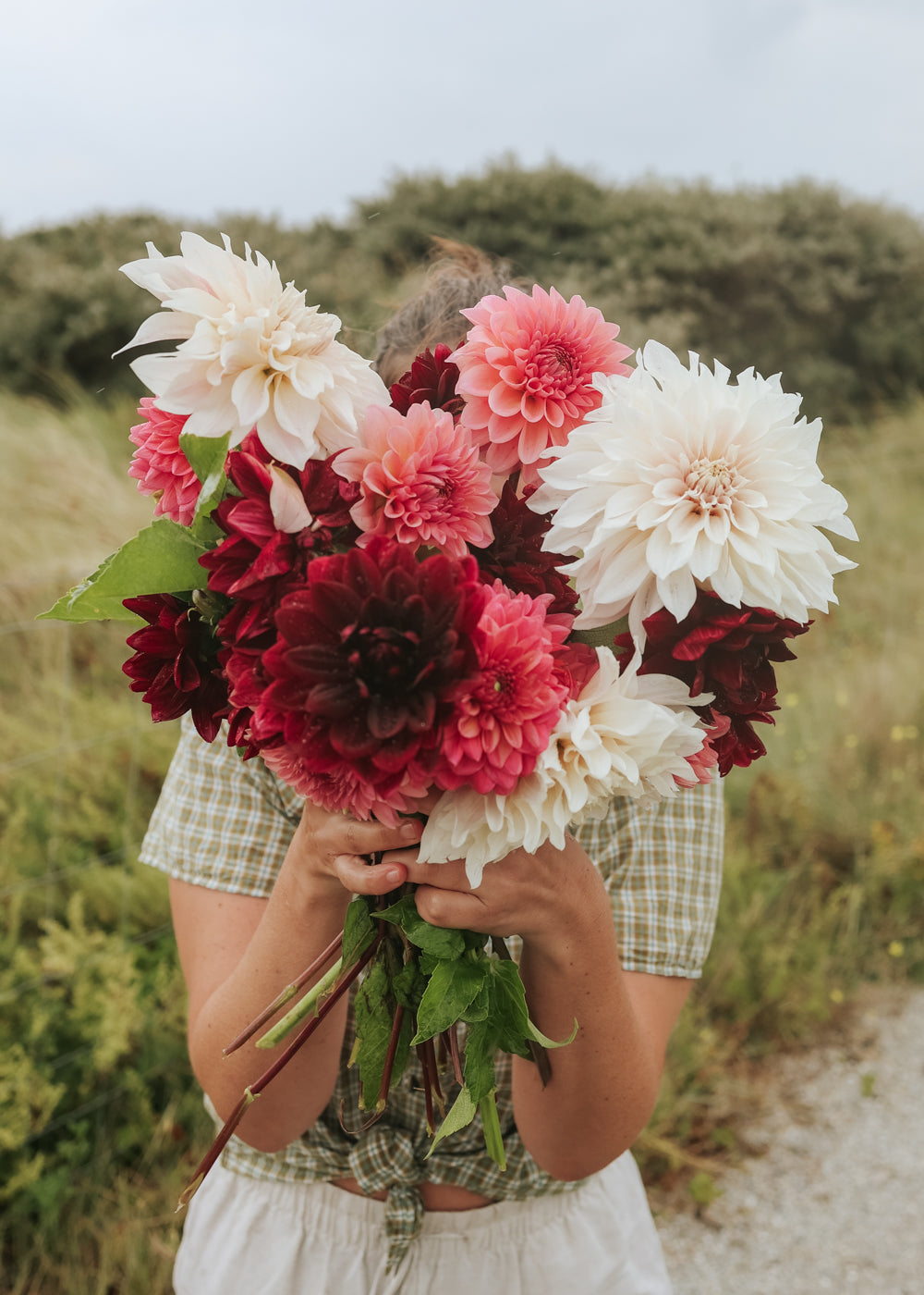 Dahlia - Sunset Collection