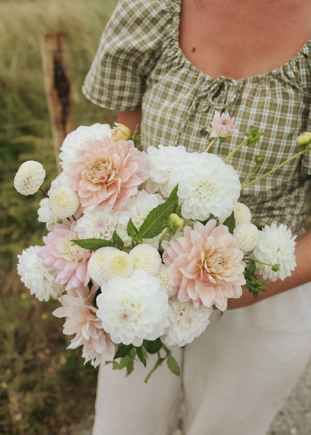 Dahlia - Blush Collection