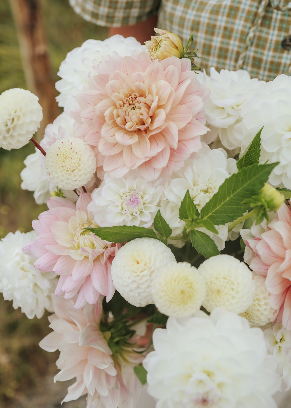 Dahlia - Blush Collection