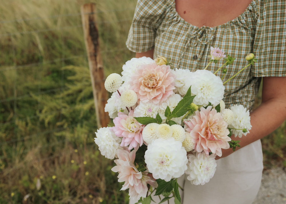 Dahlia - Blush Collection