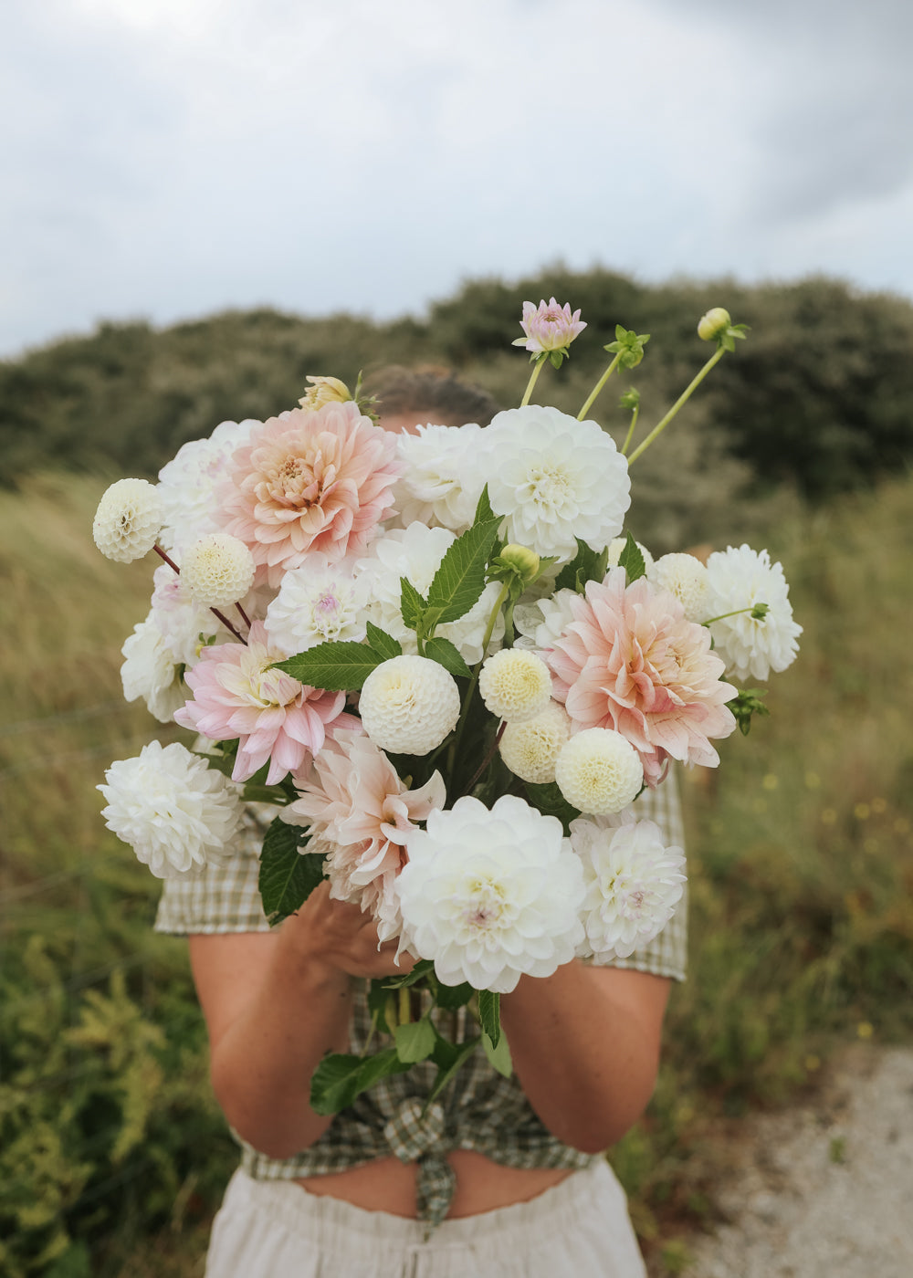 Dahlia - Blush Collection