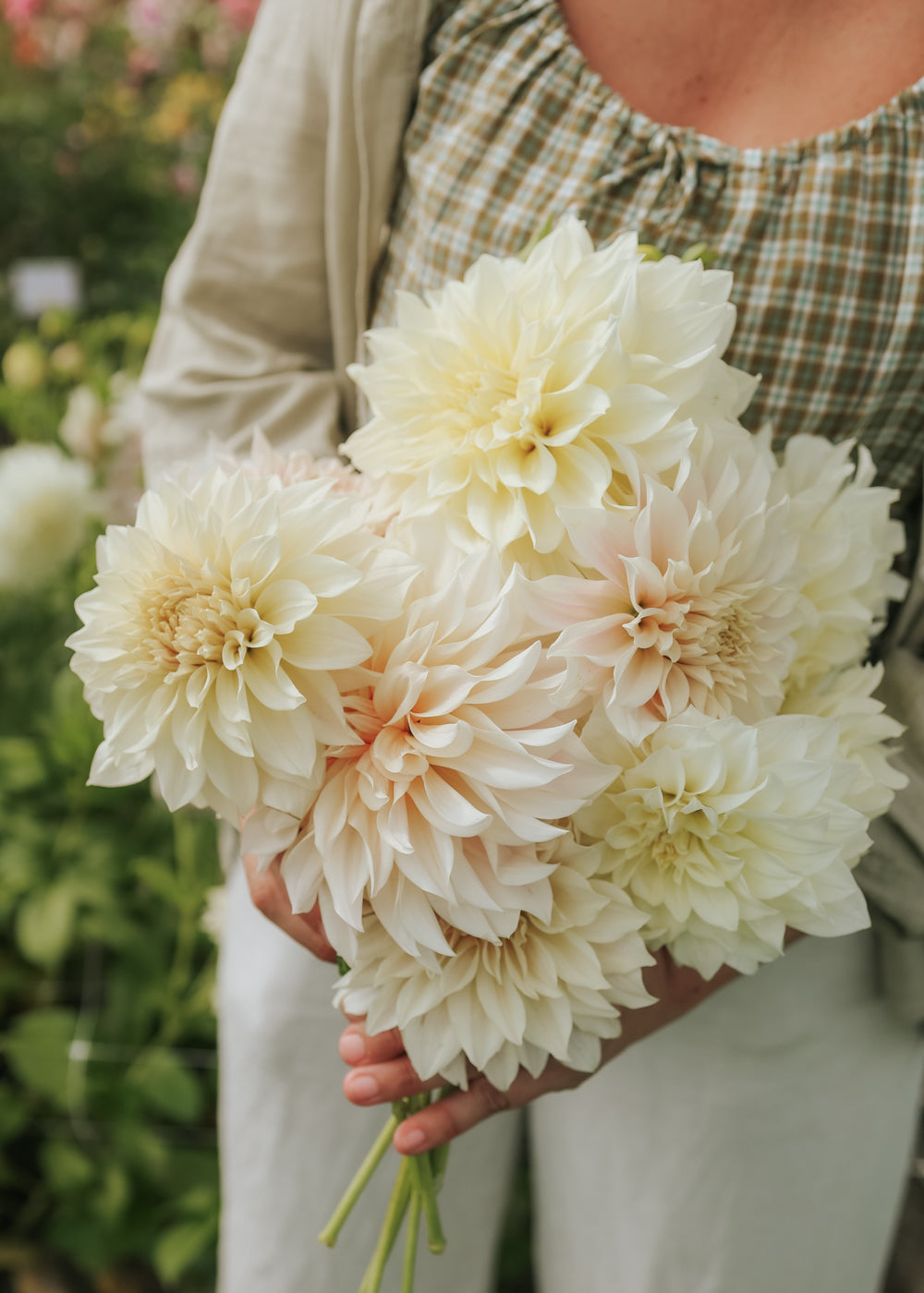 Dahlia - Café Aut Lait Supreme