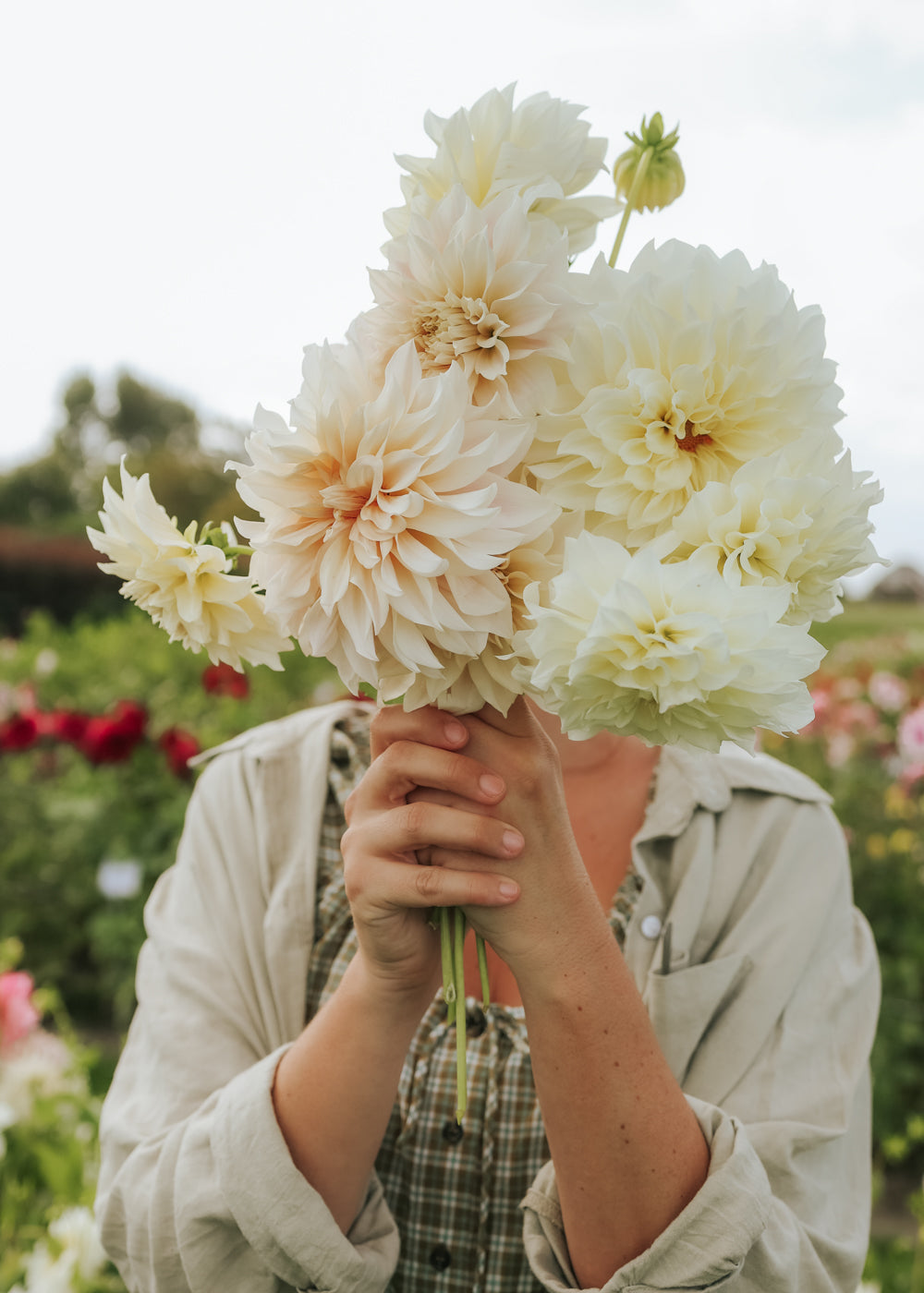 cafe au lait dahlia plant Dahlia - Café Aut Lait Supreme
