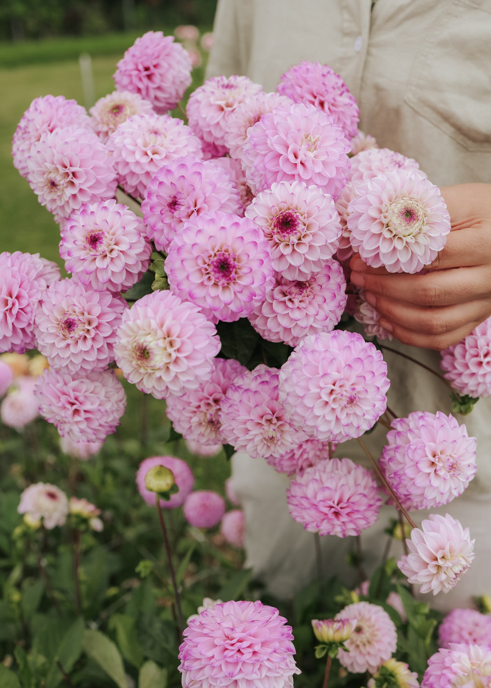 Dahlia - Genova