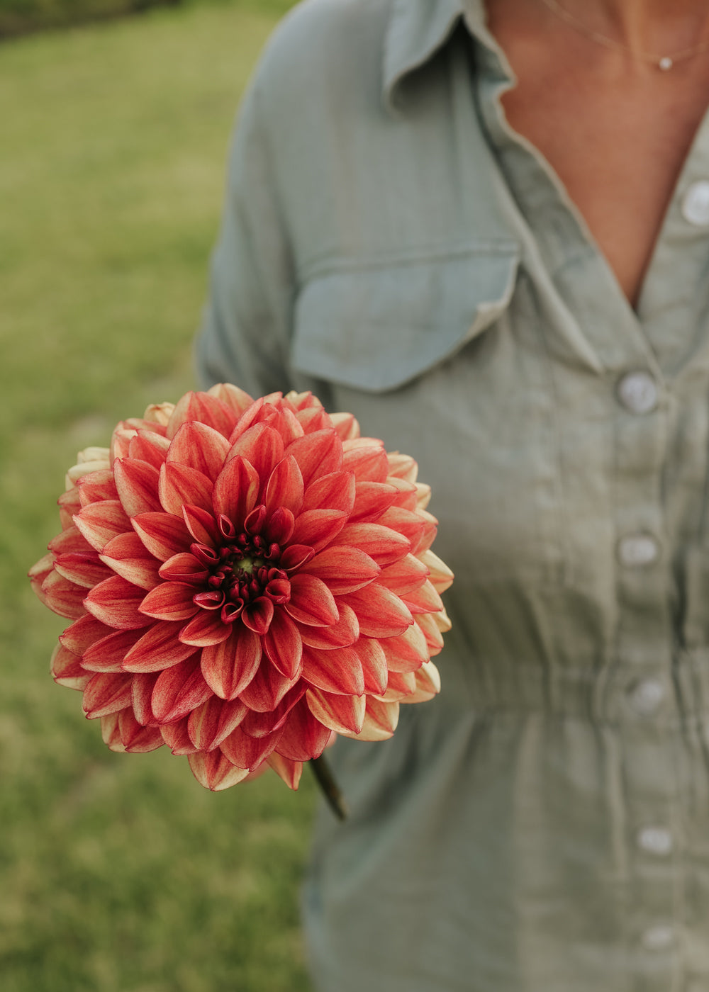 Dahlia - Glossy Maracana