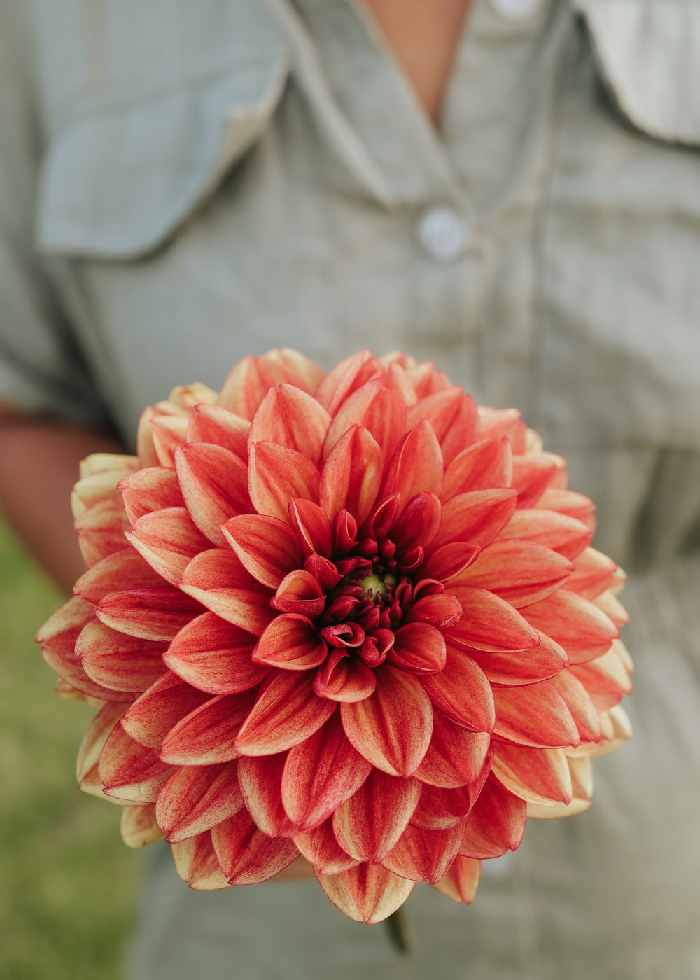 Dahlia - Glossy Maracana