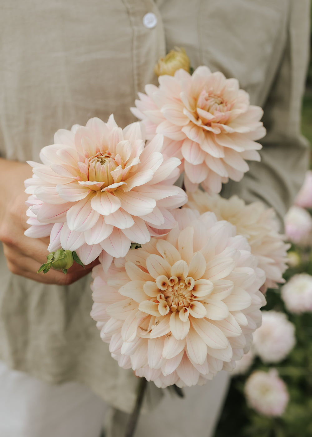 Dahlia - Glossy Olivia