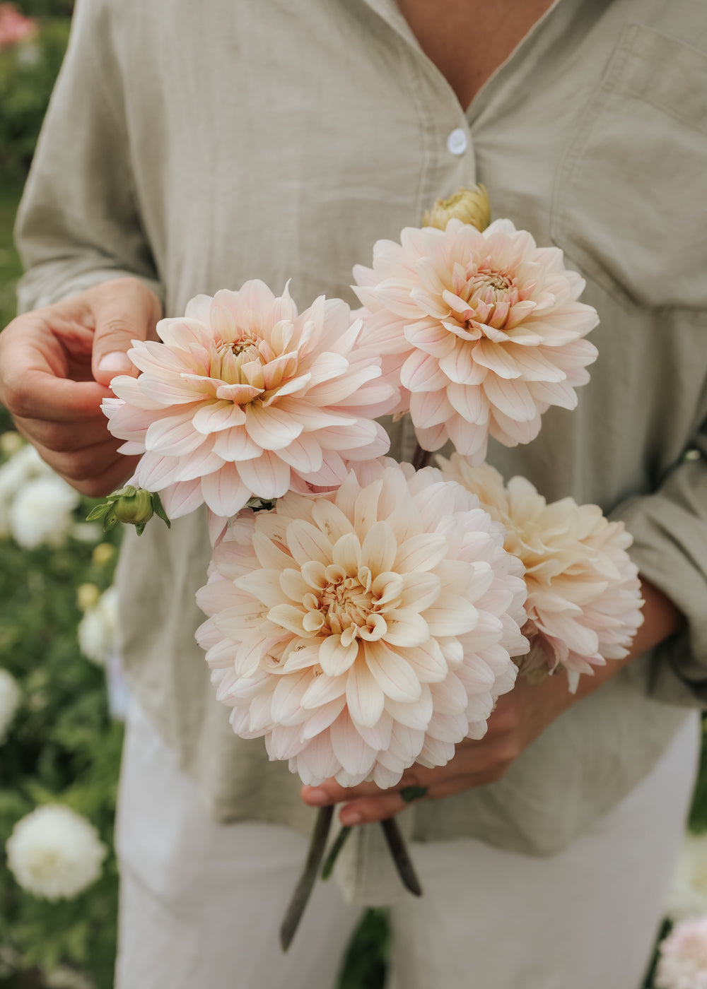 Dahlia - Glossy Olivia