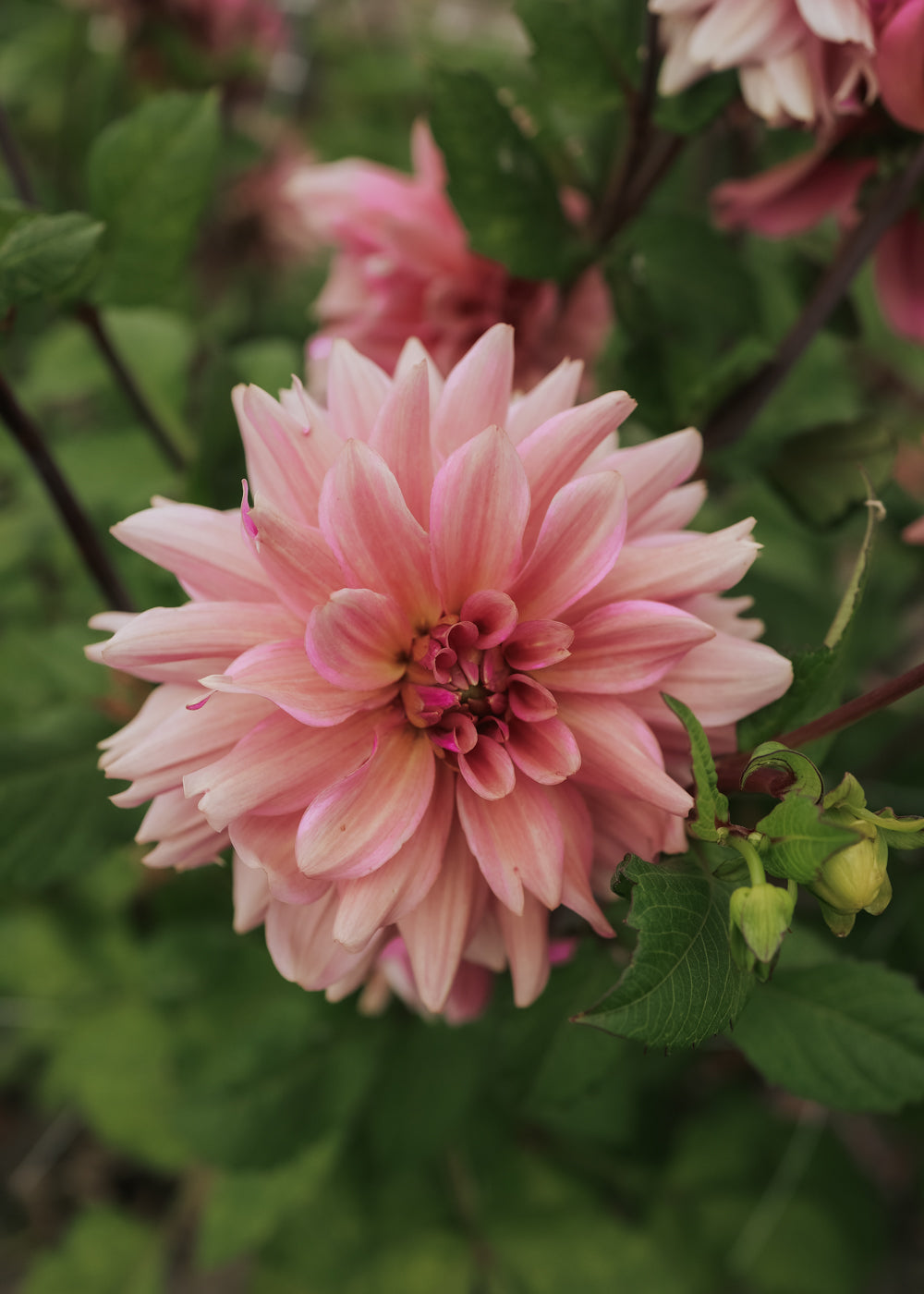 Dahlia - La Belle Epoque