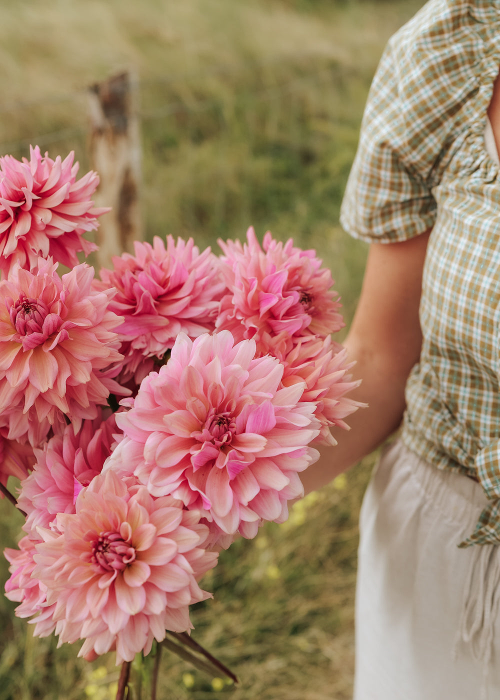 Dahlia - La Belle Epoque