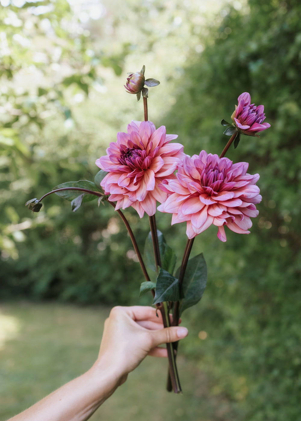 Dahlia - Molly Raven