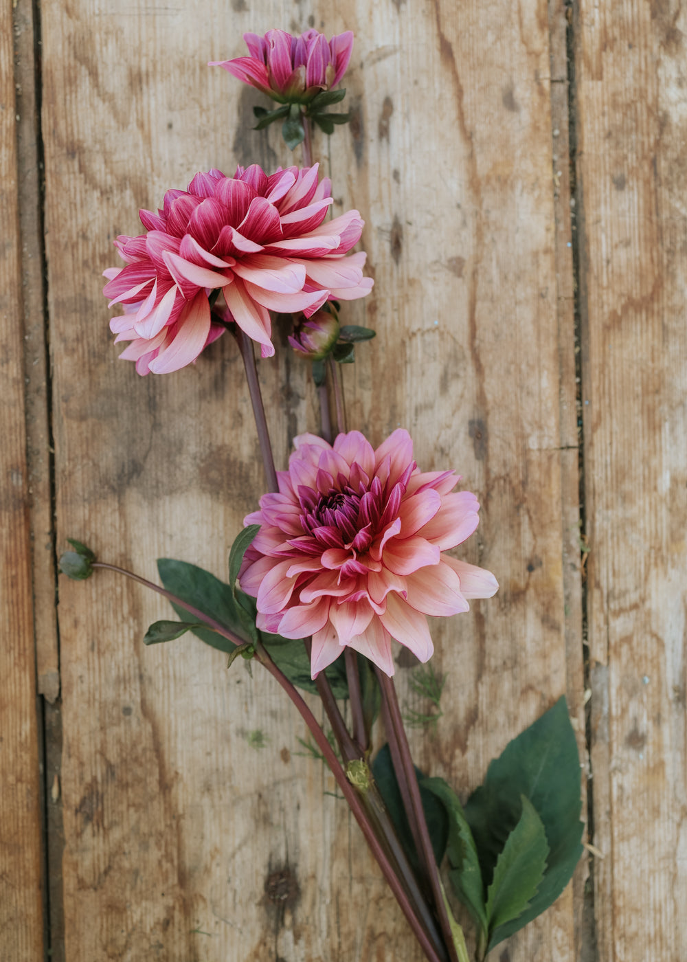 Dahlia - Molly Raven