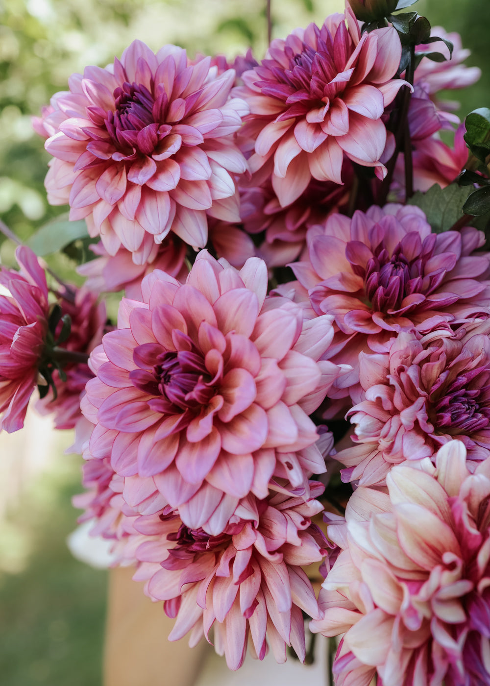 Dahlia - Molly Raven